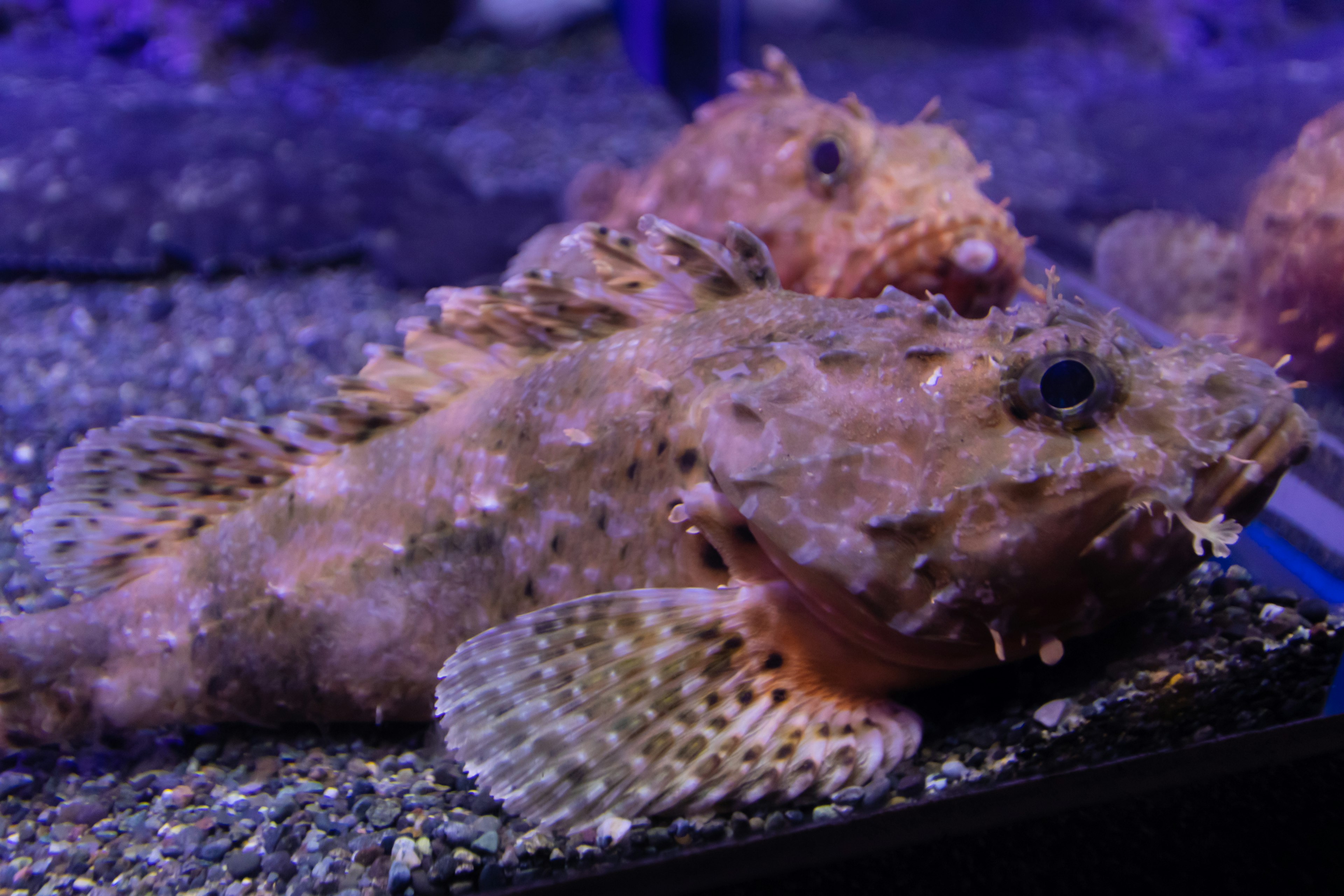 Gros plan d'un poisson sculpin dans un aquarium éclairé par une lumière violette avec des motifs et des textures vibrantes