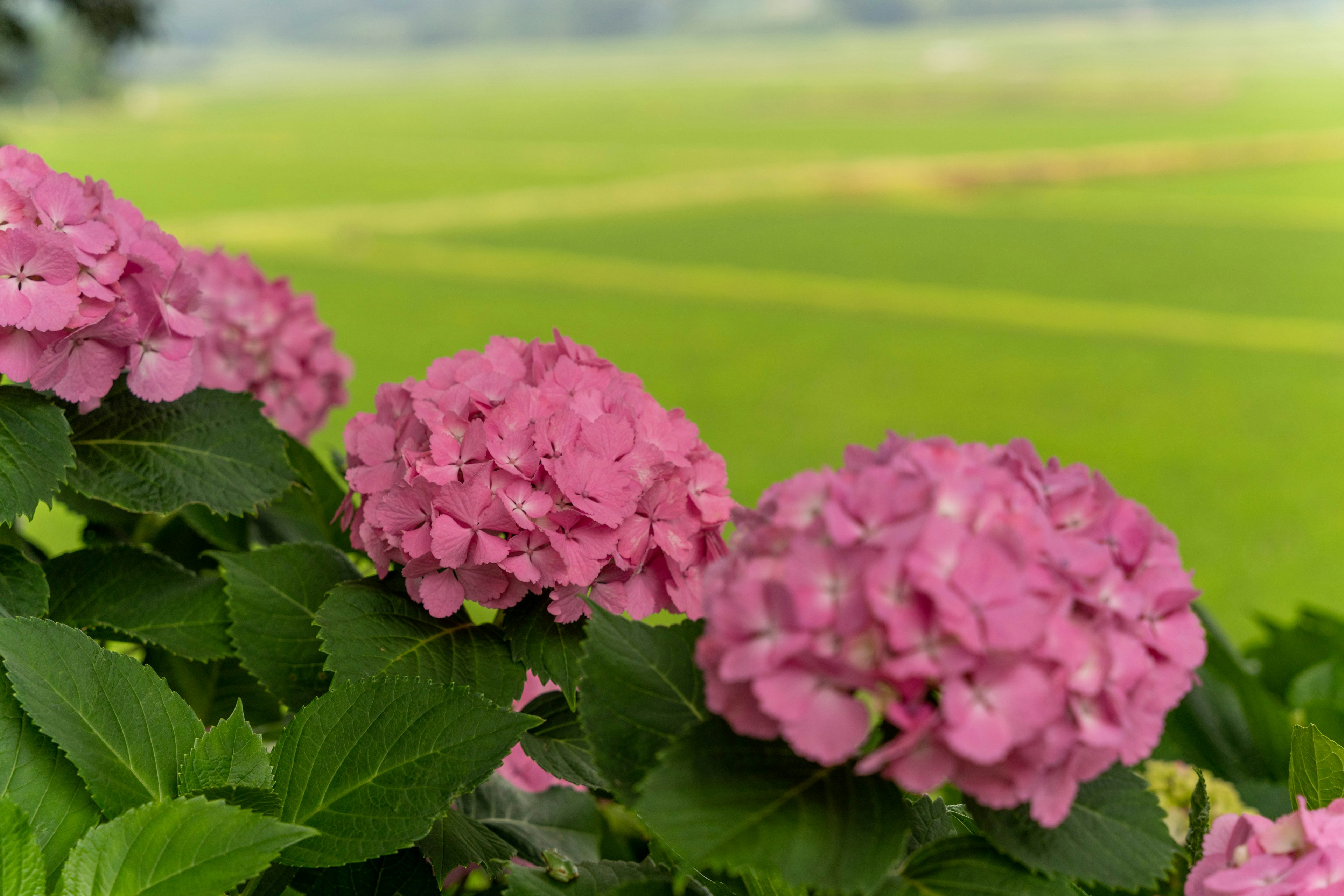 Bunga hydrangea merah muda mekar di latar belakang hijau