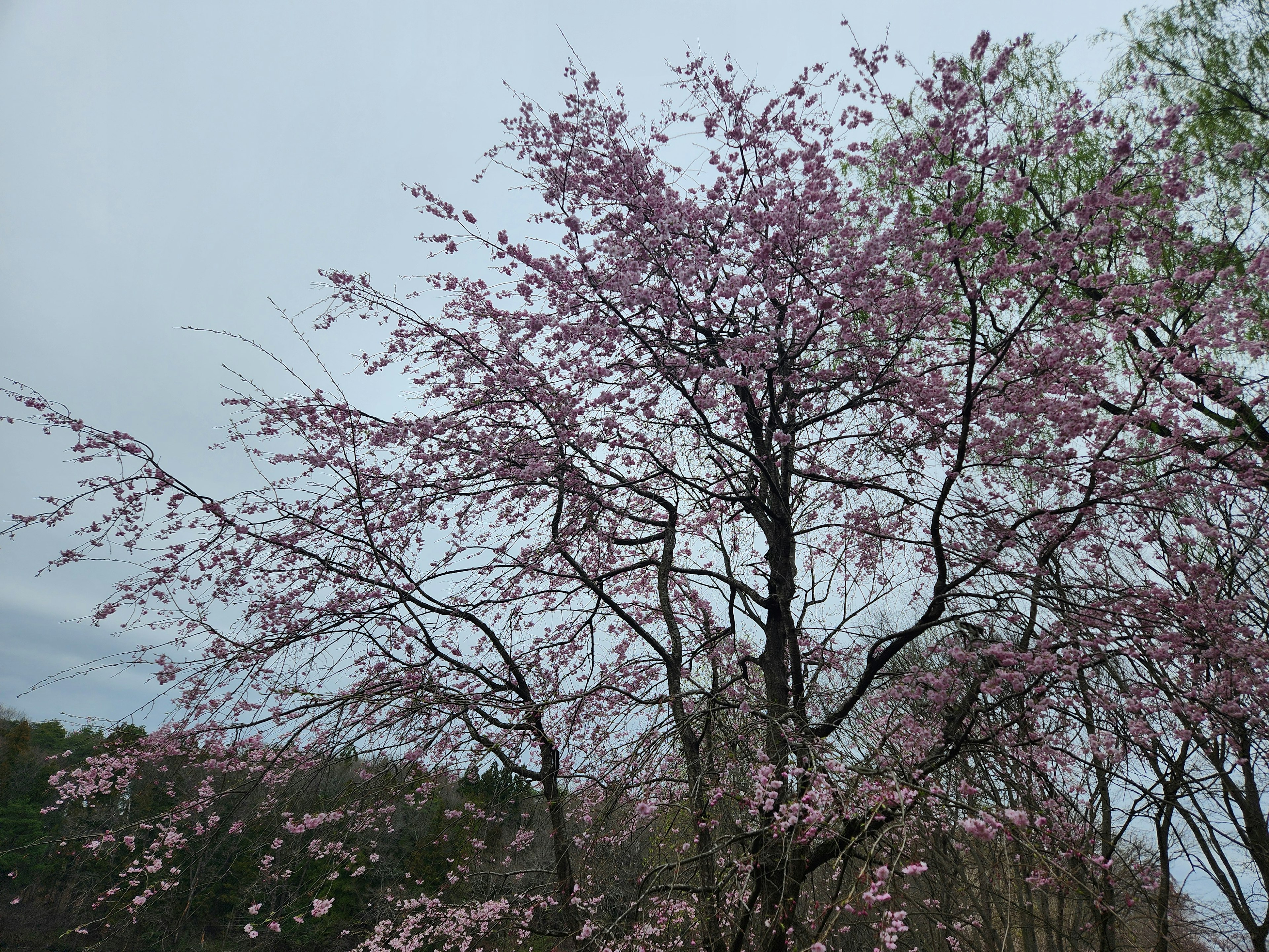 桜の花が咲いている木の風景