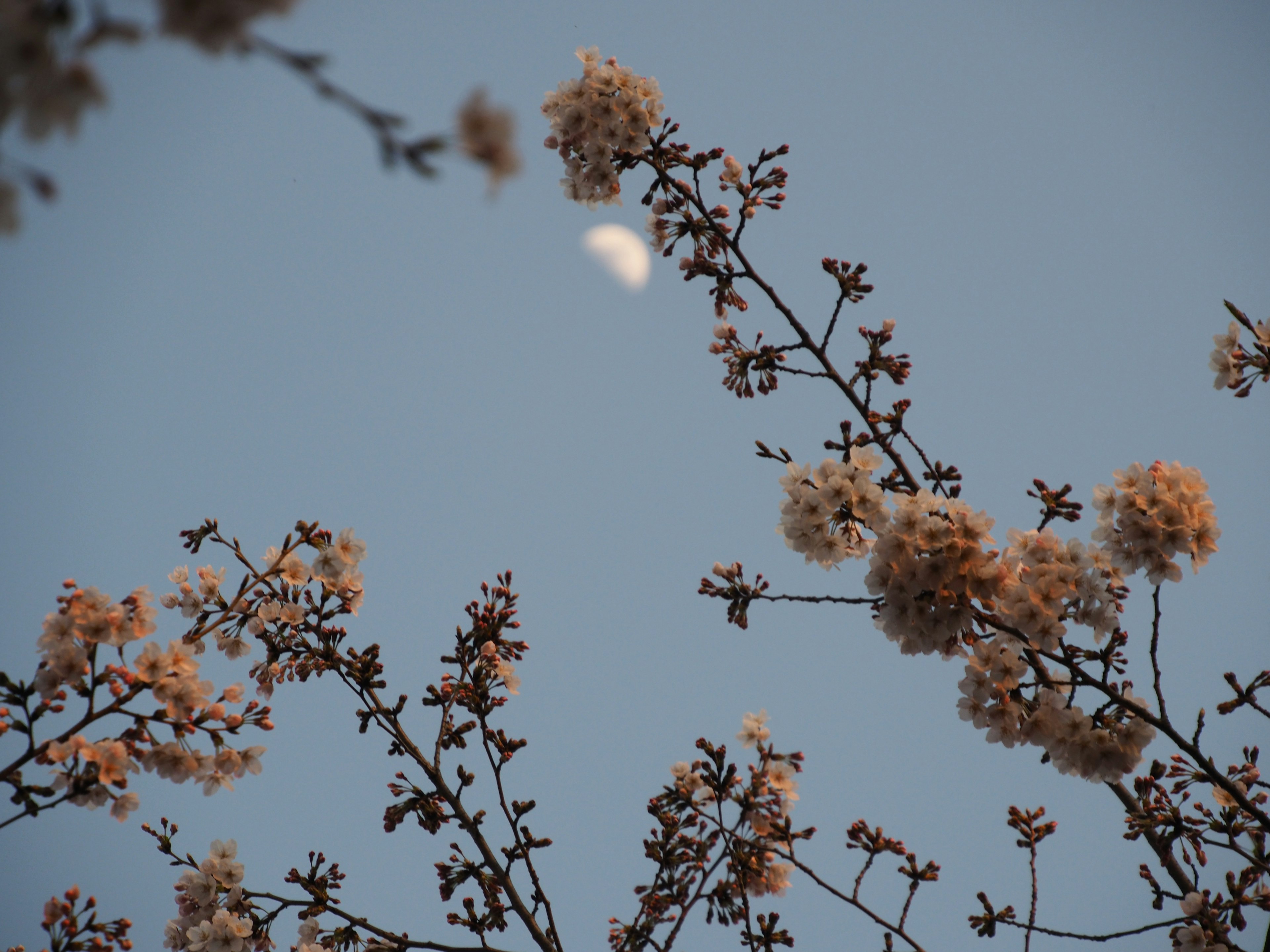 Ramas con flores contra un cielo azul y una luna visible