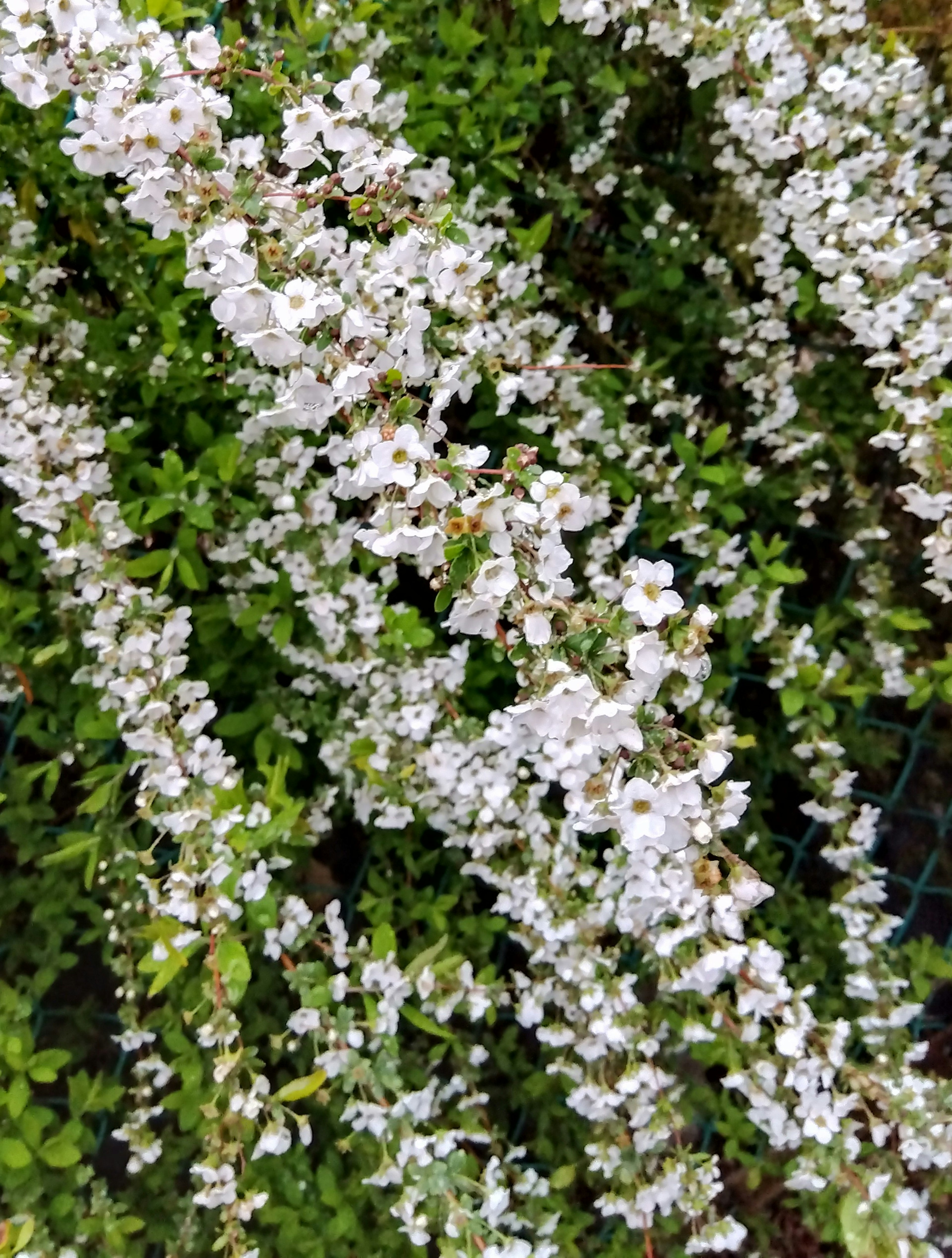 綠色植物的特寫，開著白色花朵