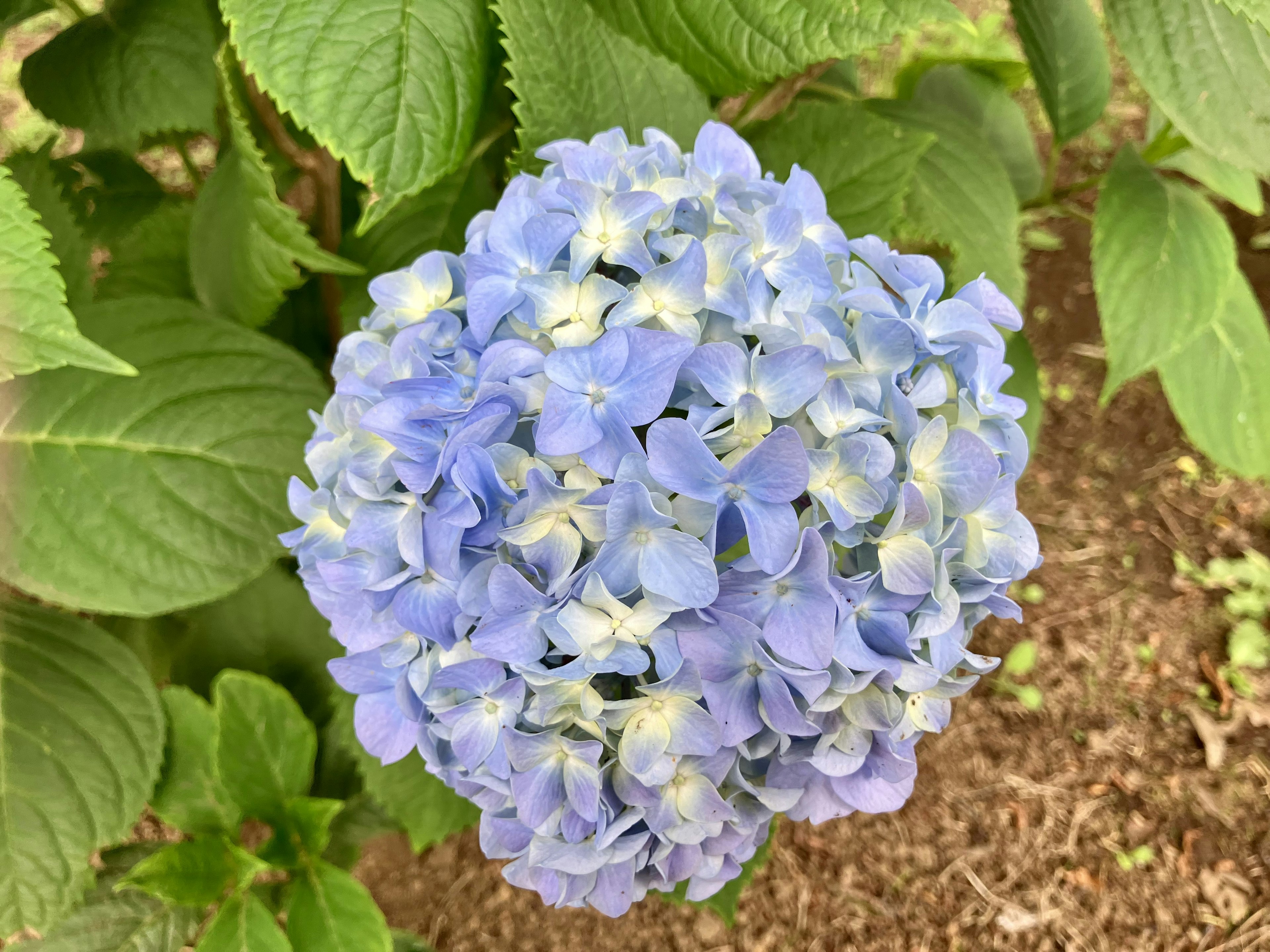 紫陽花の青い花が集まった美しい花房