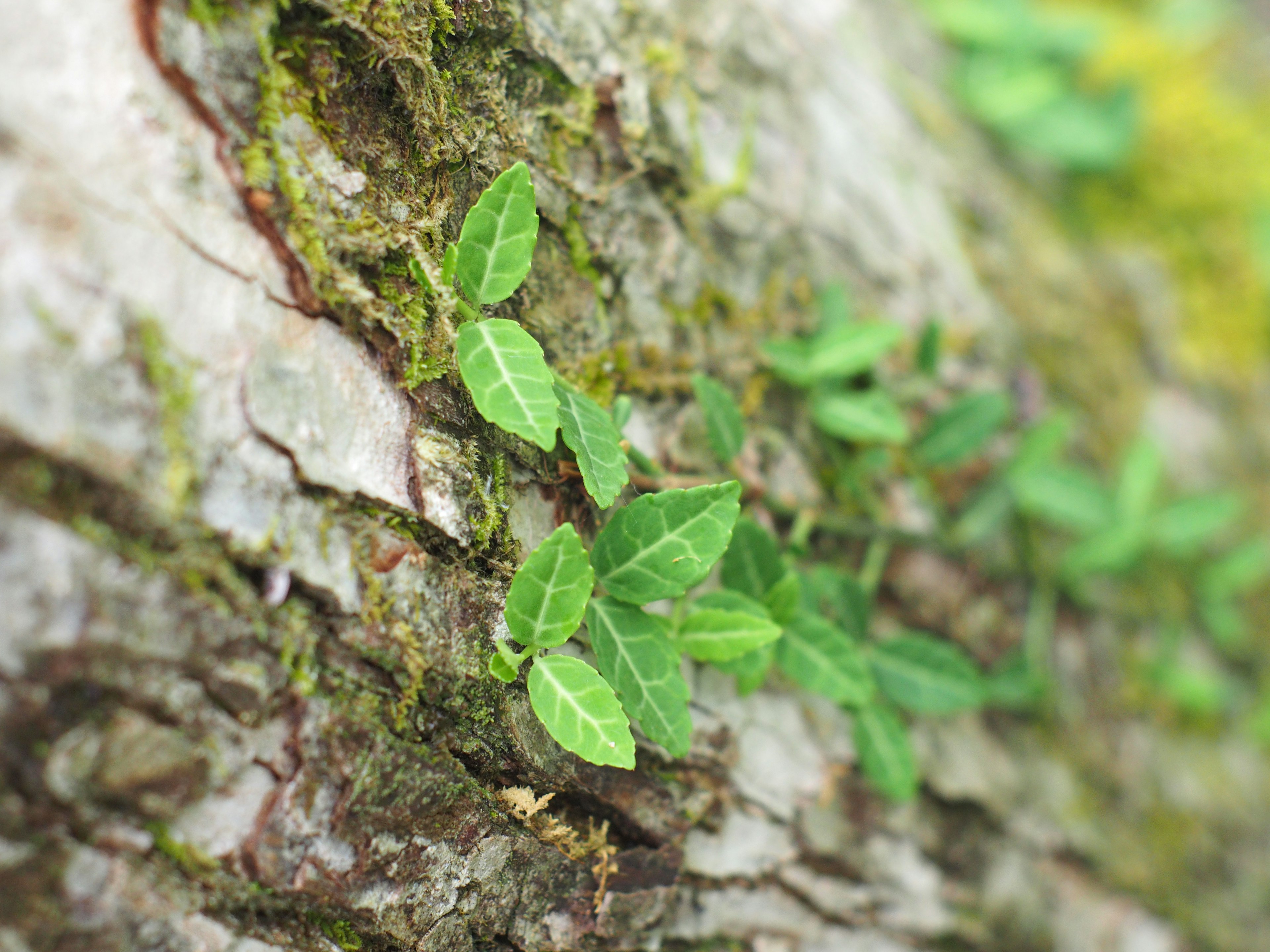 Green leaves growing on a tree trunk with detailed bark and moss texture