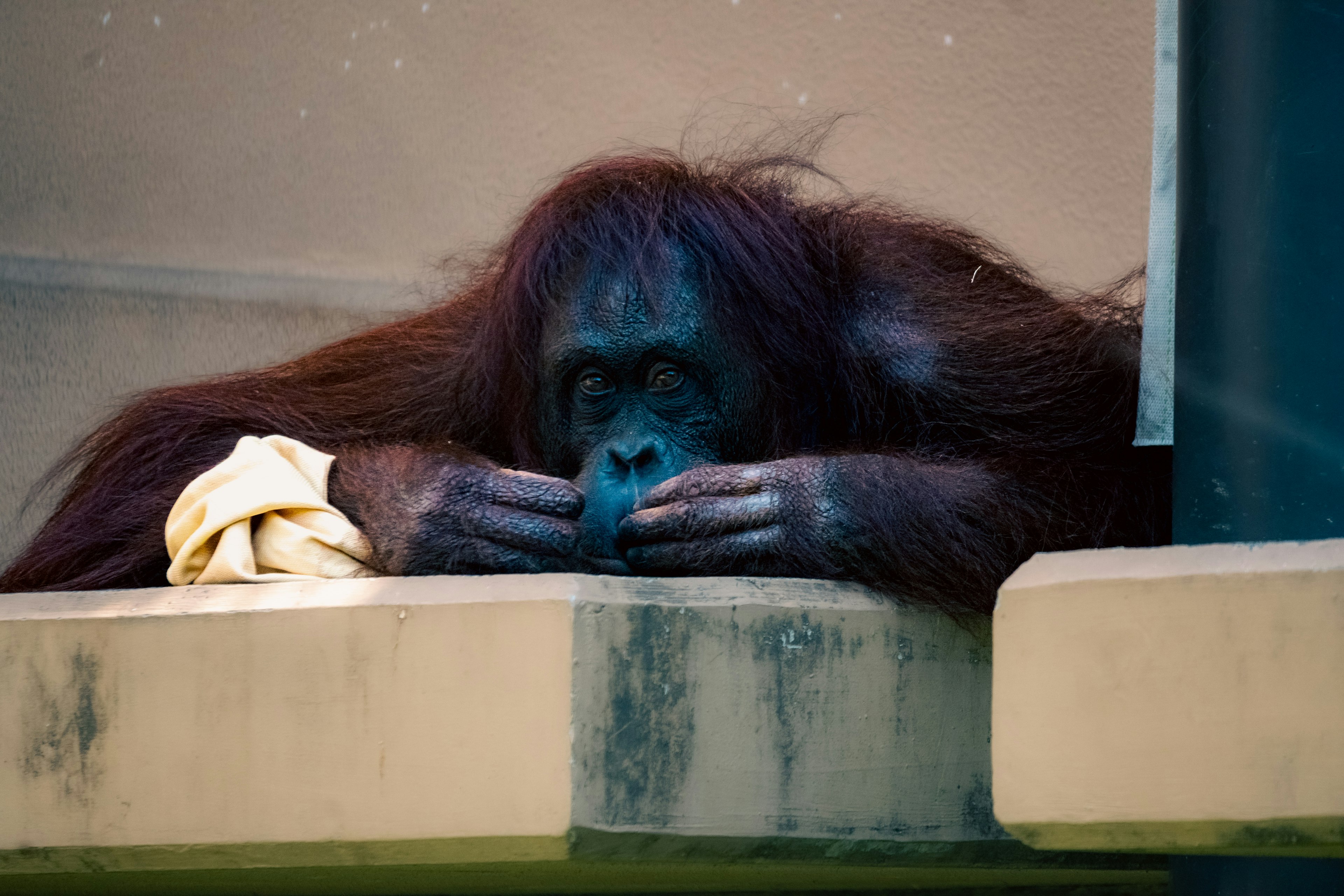 Orangutan resting its chin on hands with a thoughtful expression