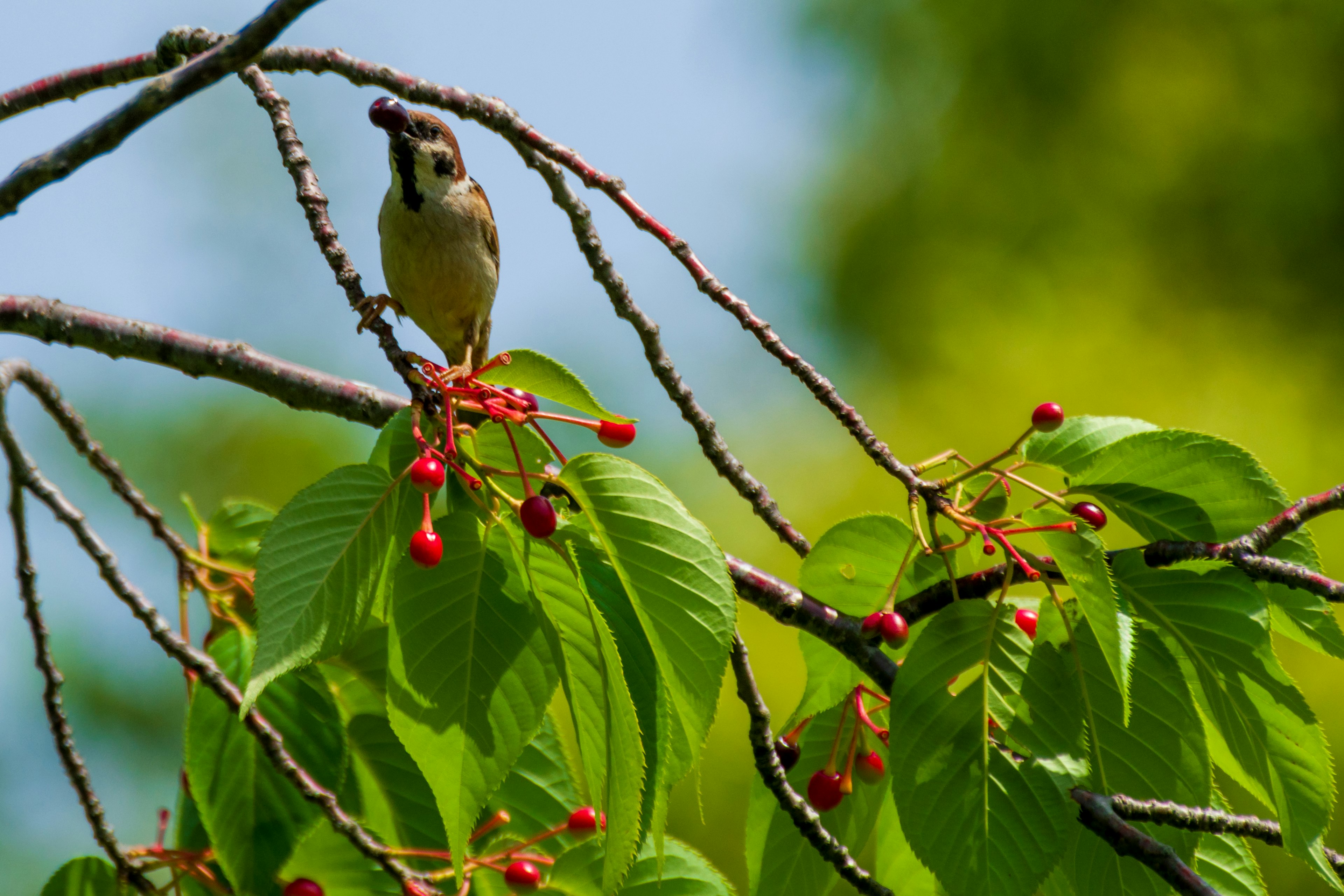 Un petit oiseau mangeant des fruits parmi des feuilles vertes