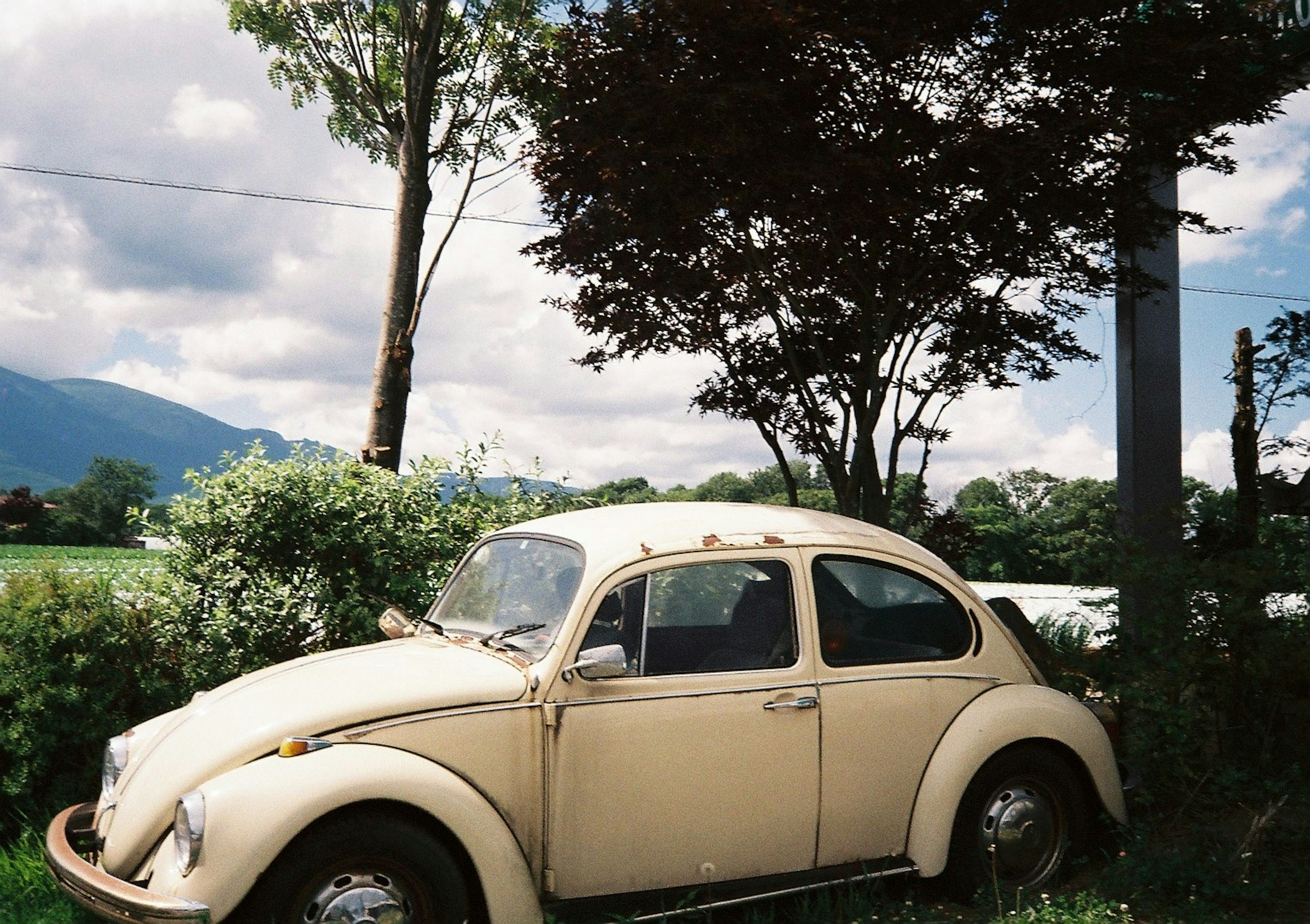 Une ancienne Volkswagen Coccinelle garée sur de l'herbe verte avec des arbres en arrière-plan