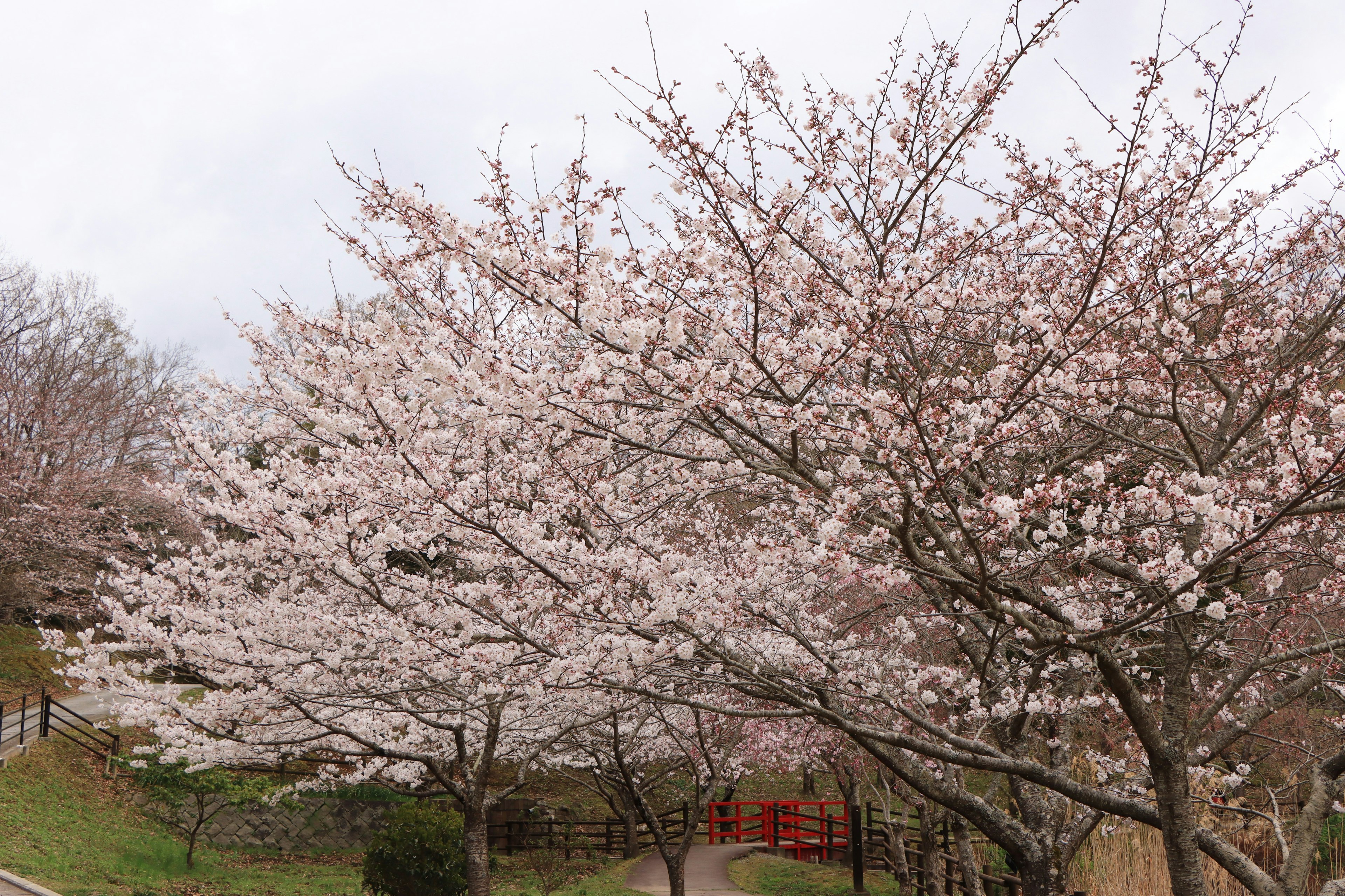 Pemandangan taman yang indah dengan pohon sakura yang mekar