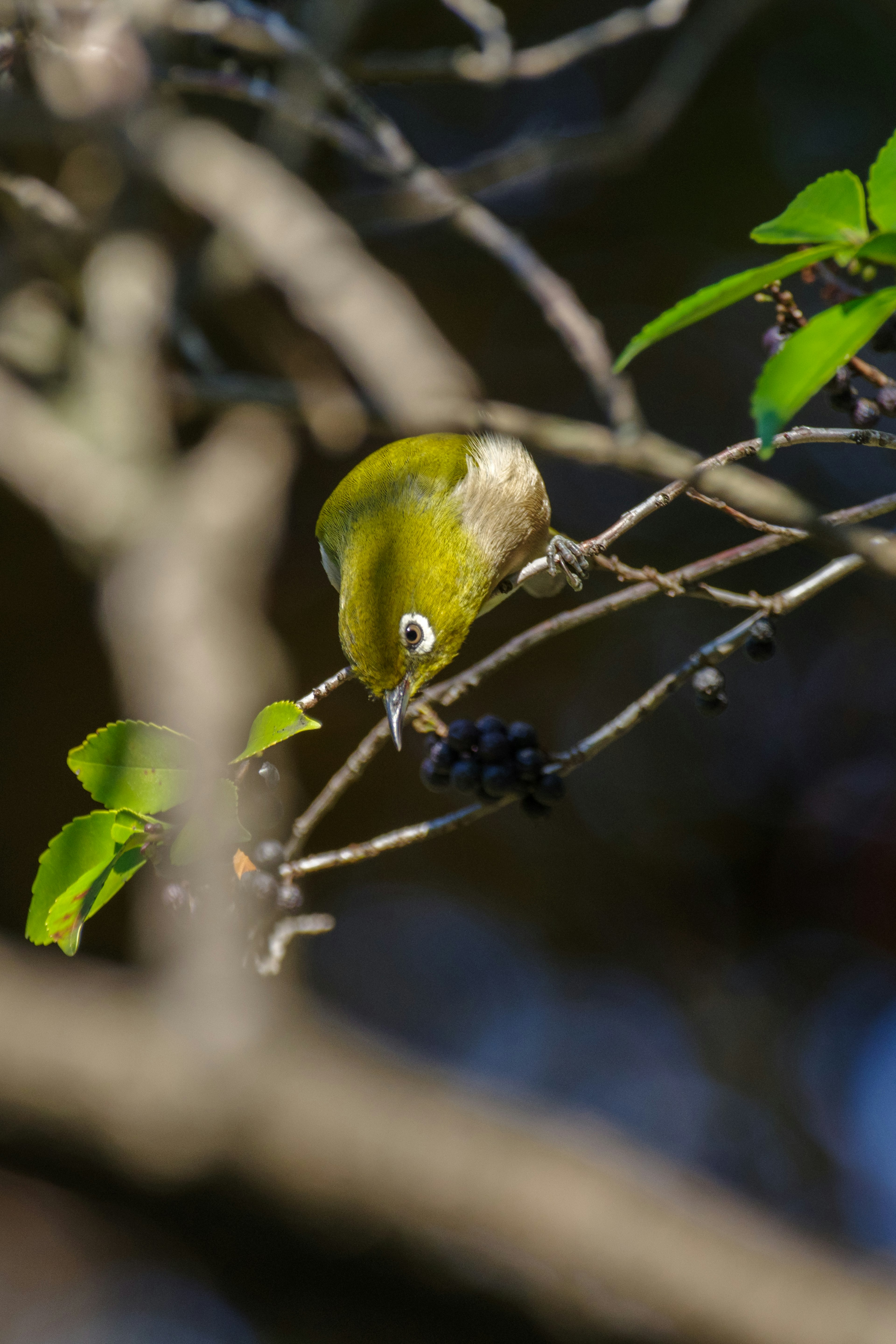 小さな緑色の鳥が枝にとまっている