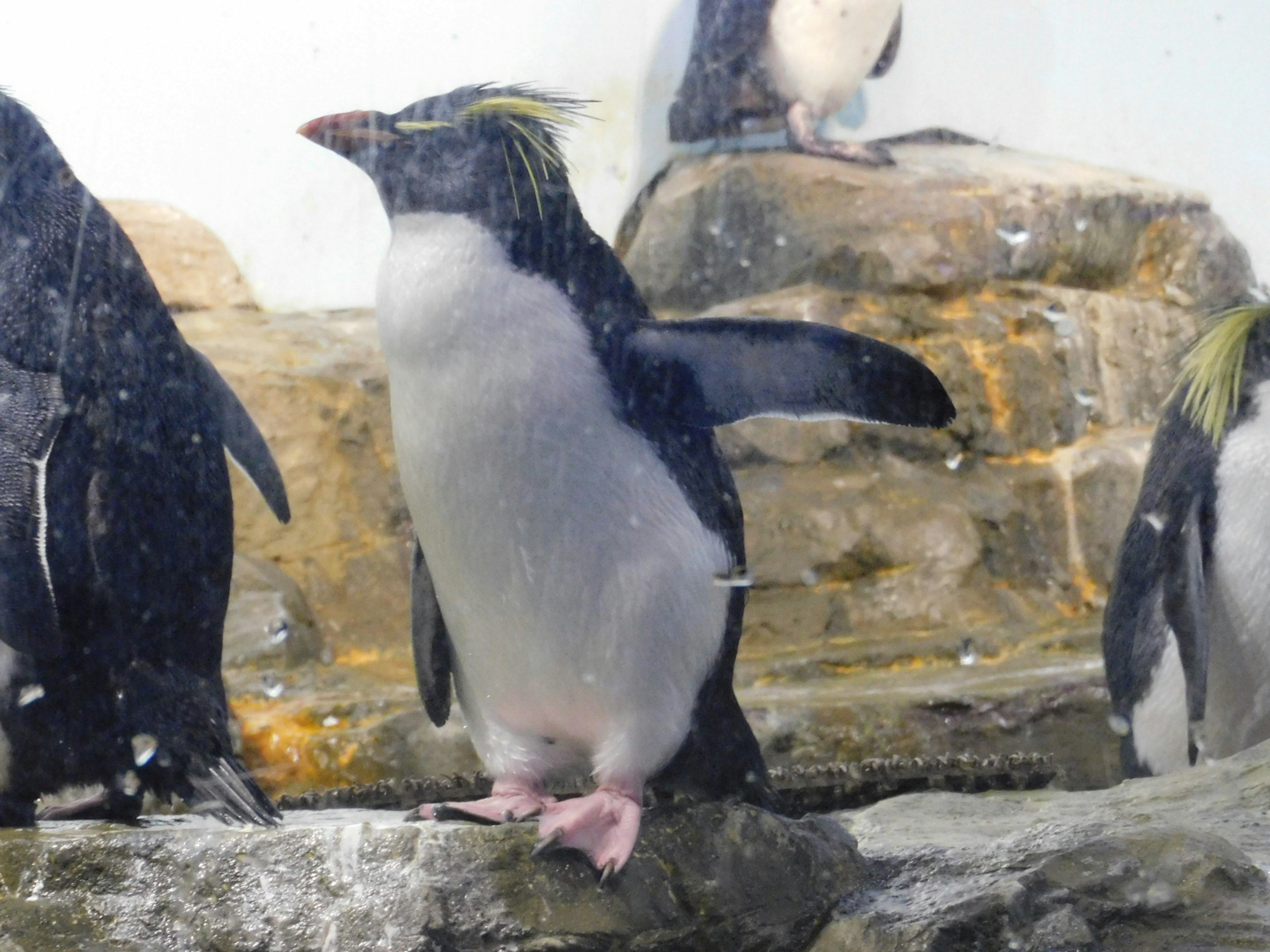 A King Penguin standing on rocks with other penguins in the background