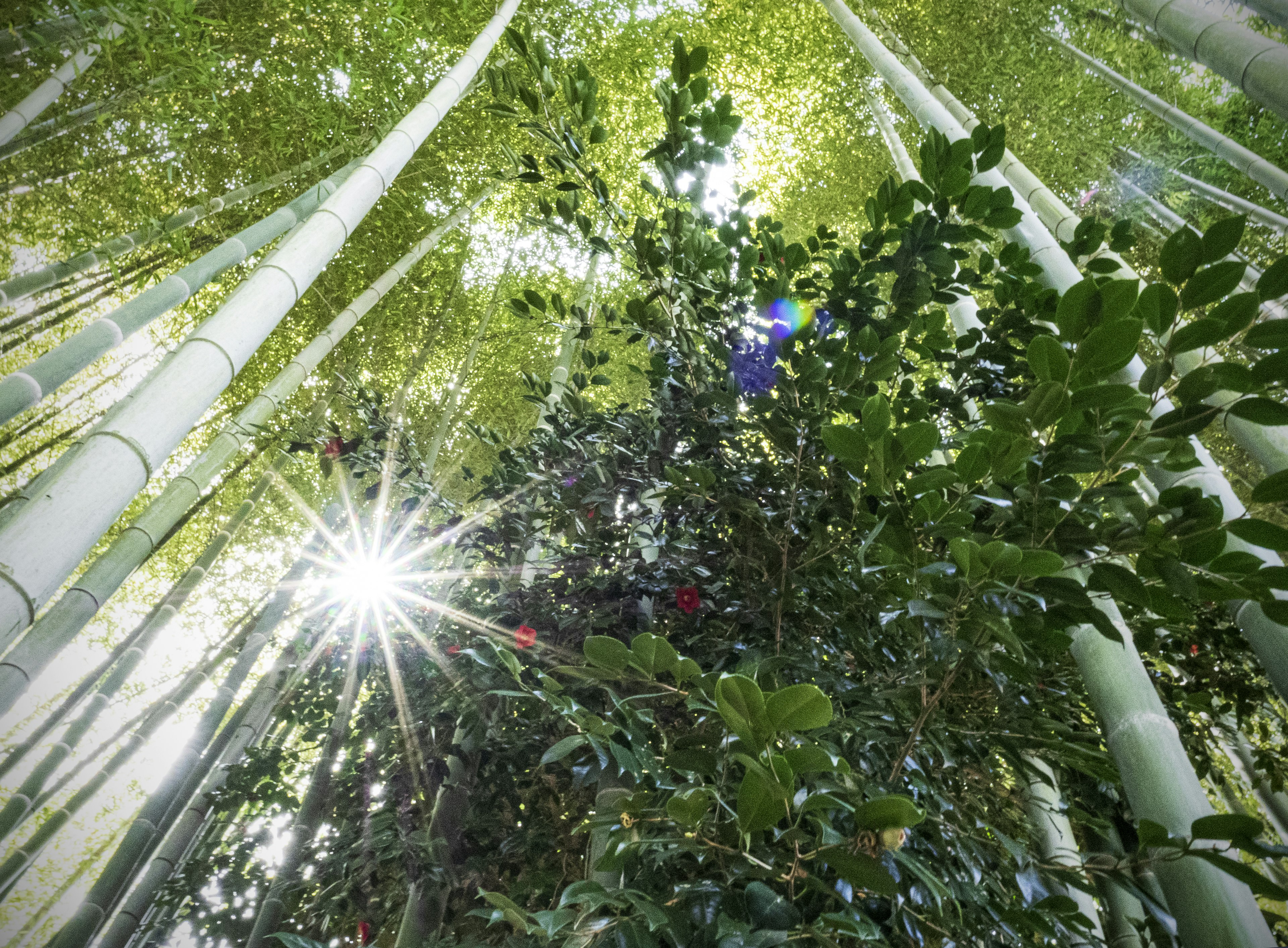 Blick auf einen Bambuswald mit Sonnenlicht, das durch die hohen Bambusstämme filtert lebhaftes grünes Laub darunter