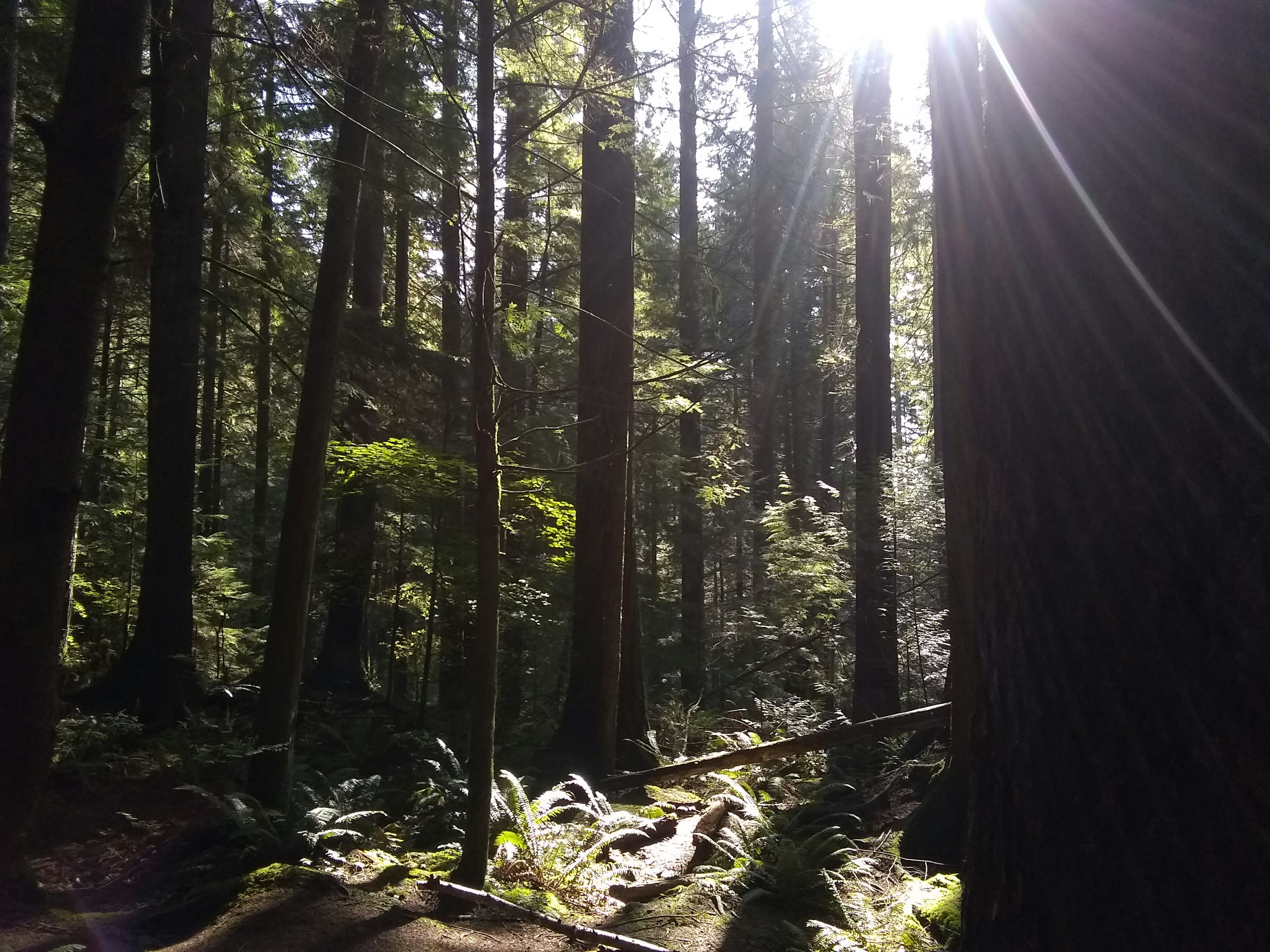 Sunlight filtering through tall trees in a dense forest