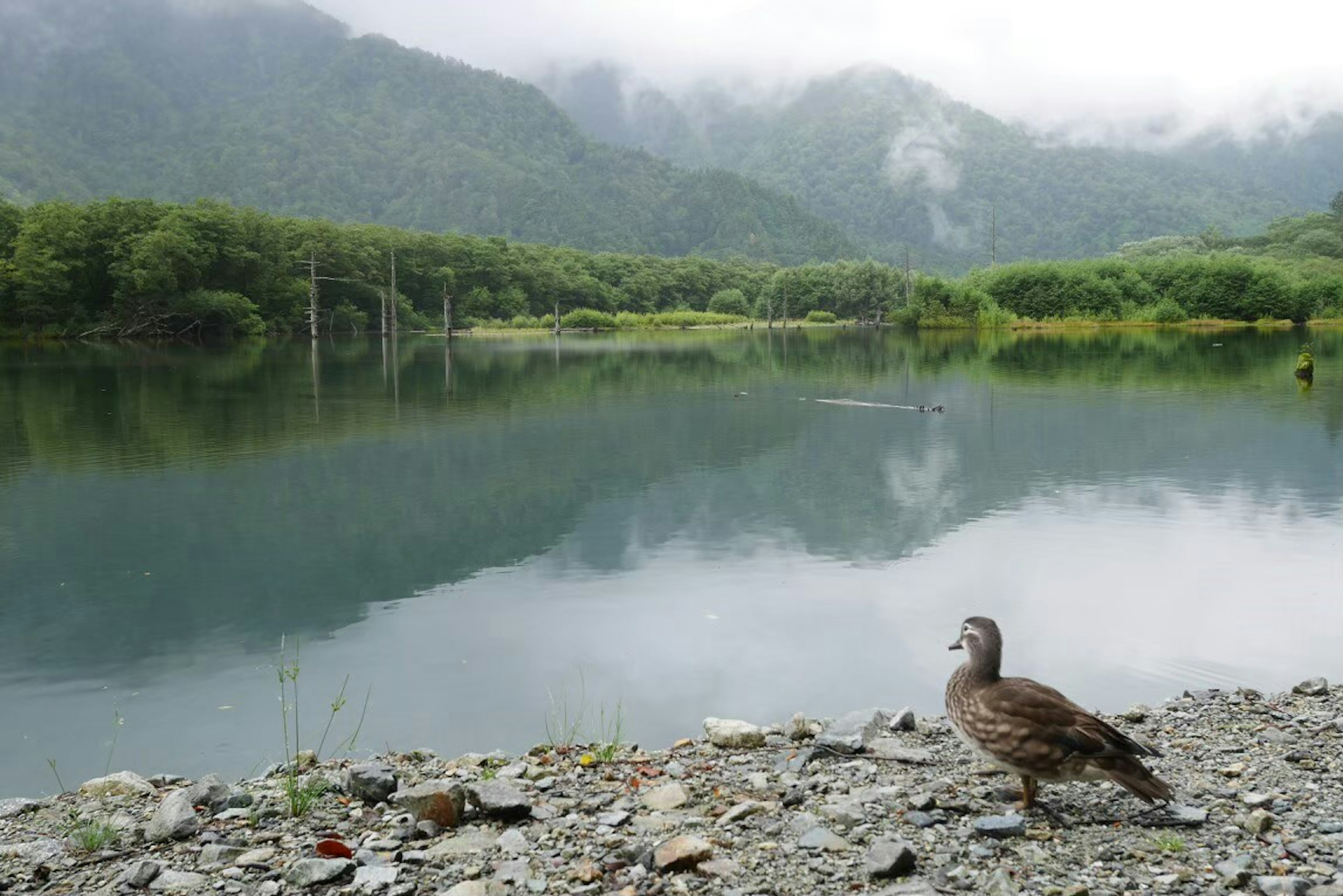 Un uccello simile a un'anatra vicino a un lago tranquillo circondato da montagne verdi