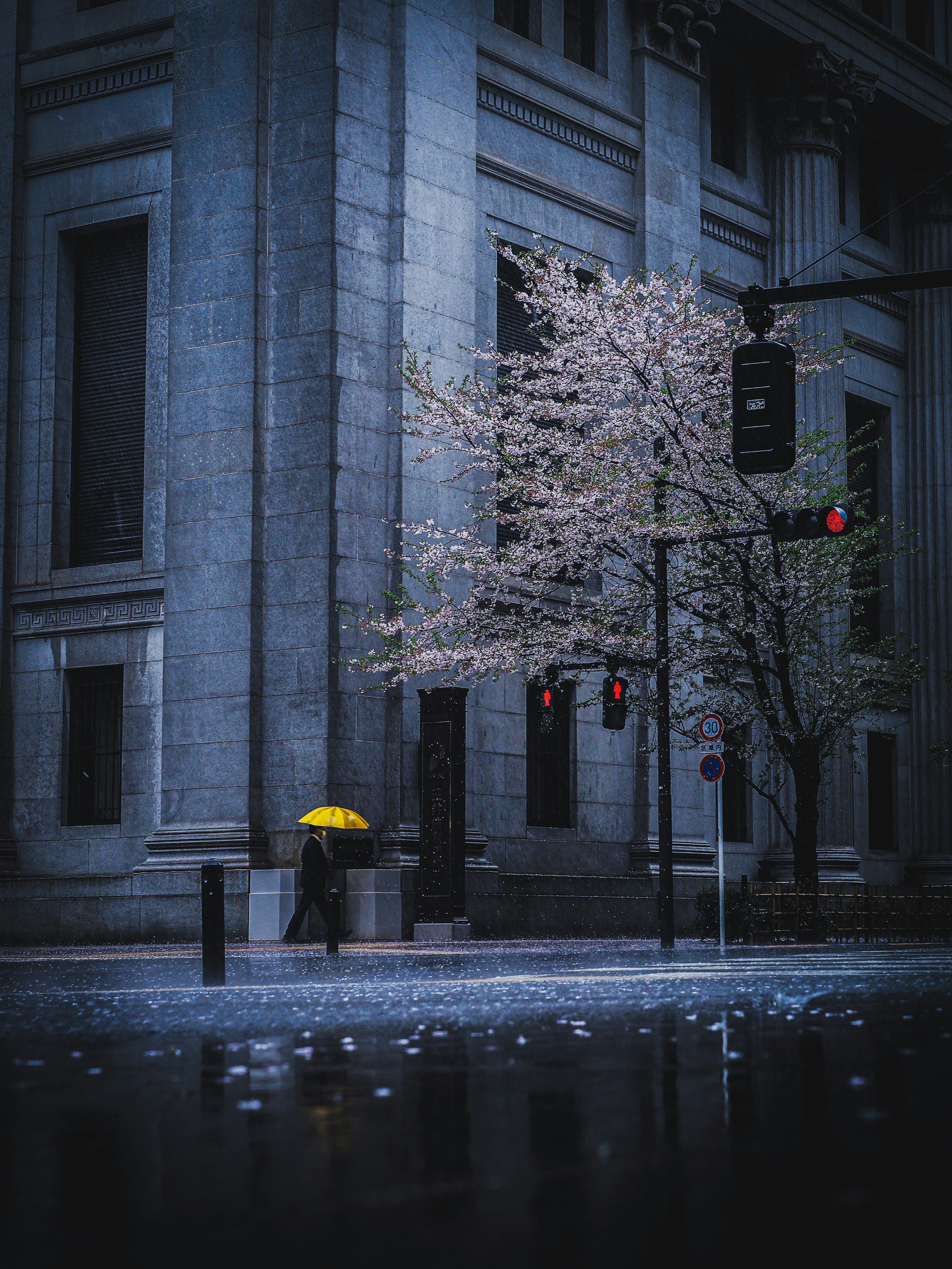 A city scene with a person holding a yellow umbrella and a cherry blossom tree in the rain