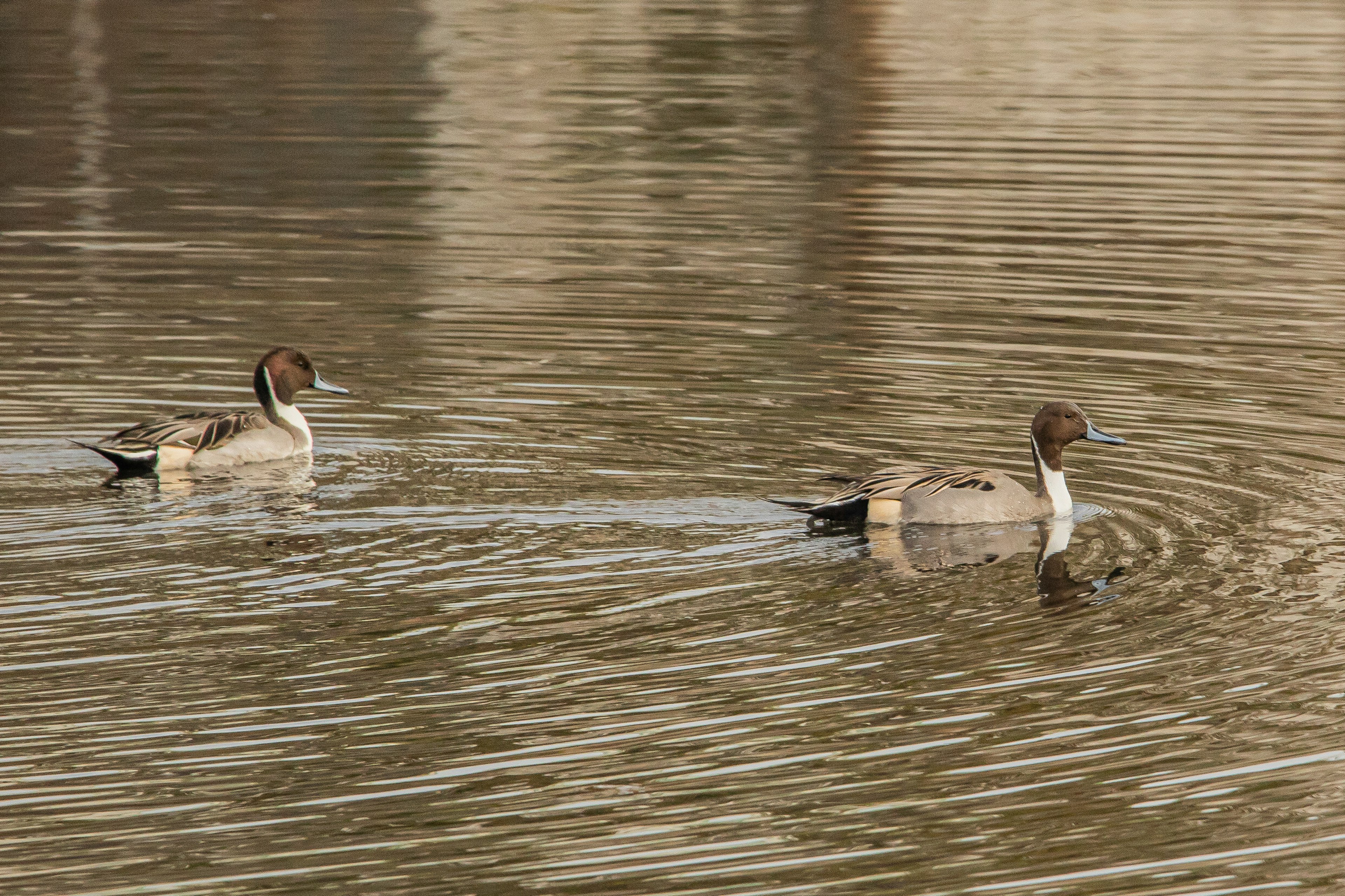 Dos patos nadando en una superficie de agua tranquila