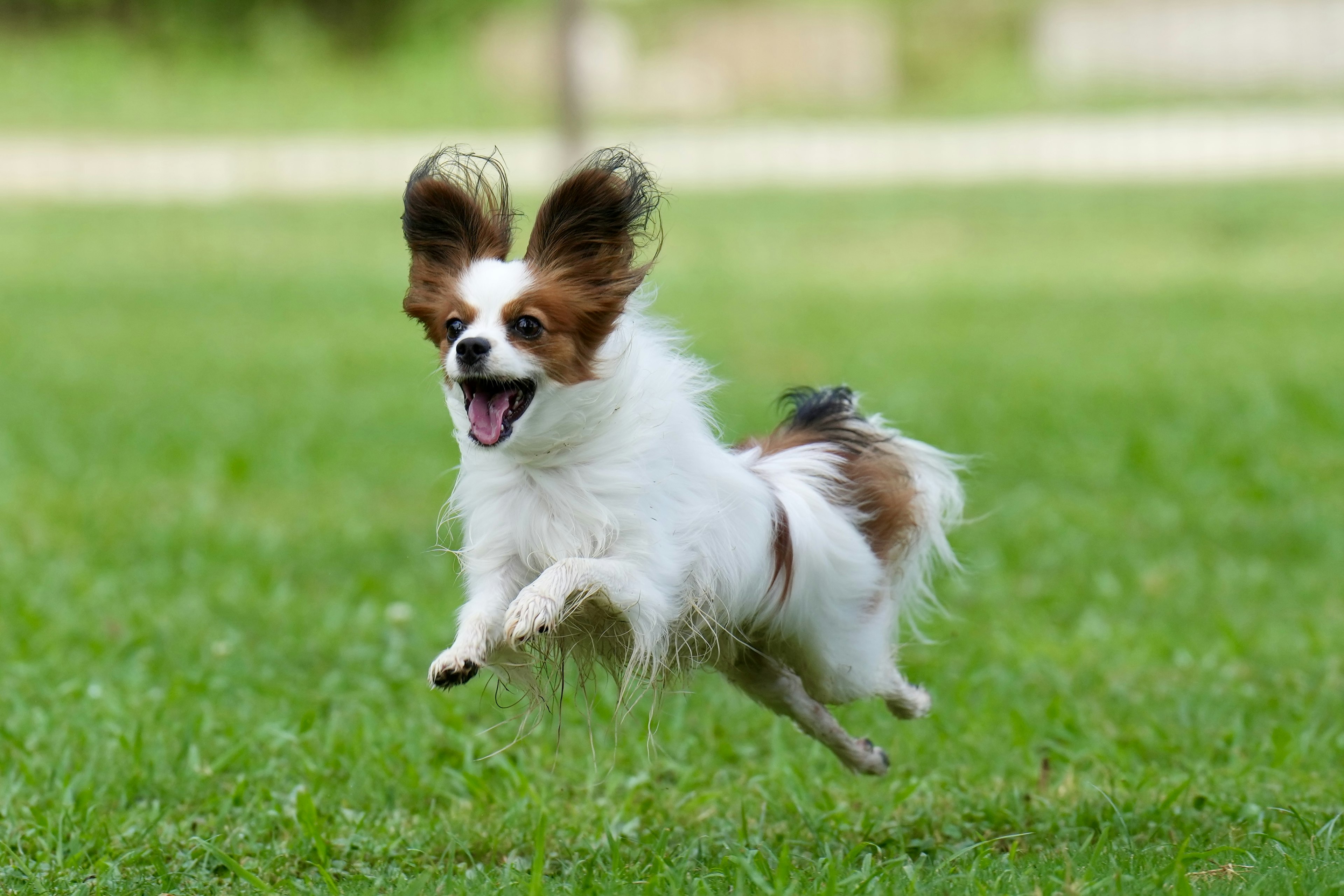 Ein lebhafter Papillon-Hund, der fröhlich auf einem grünen Feld läuft