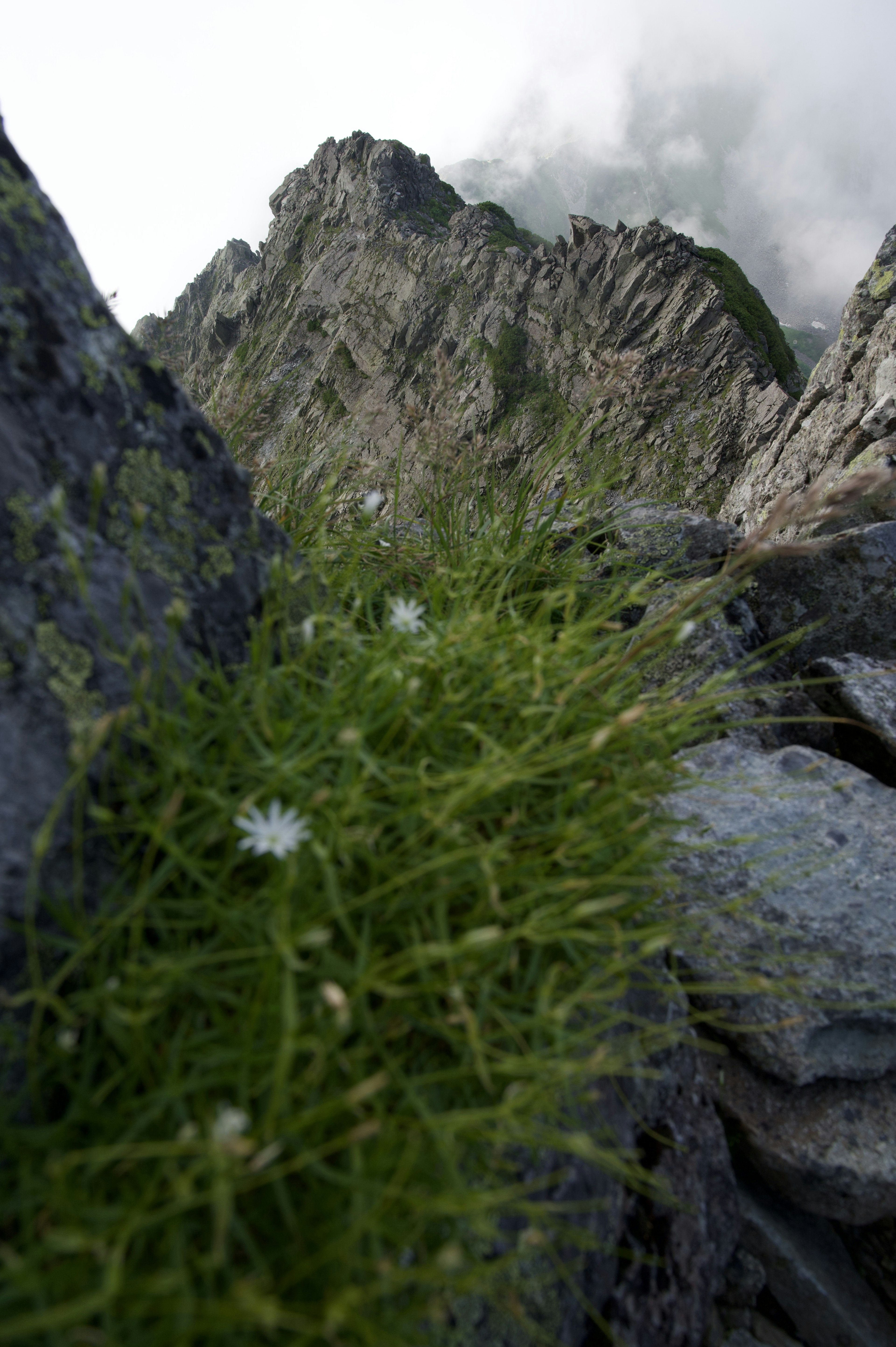 岩の隙間に生える緑の植物と白い花の近景 背景には険しい山の峰