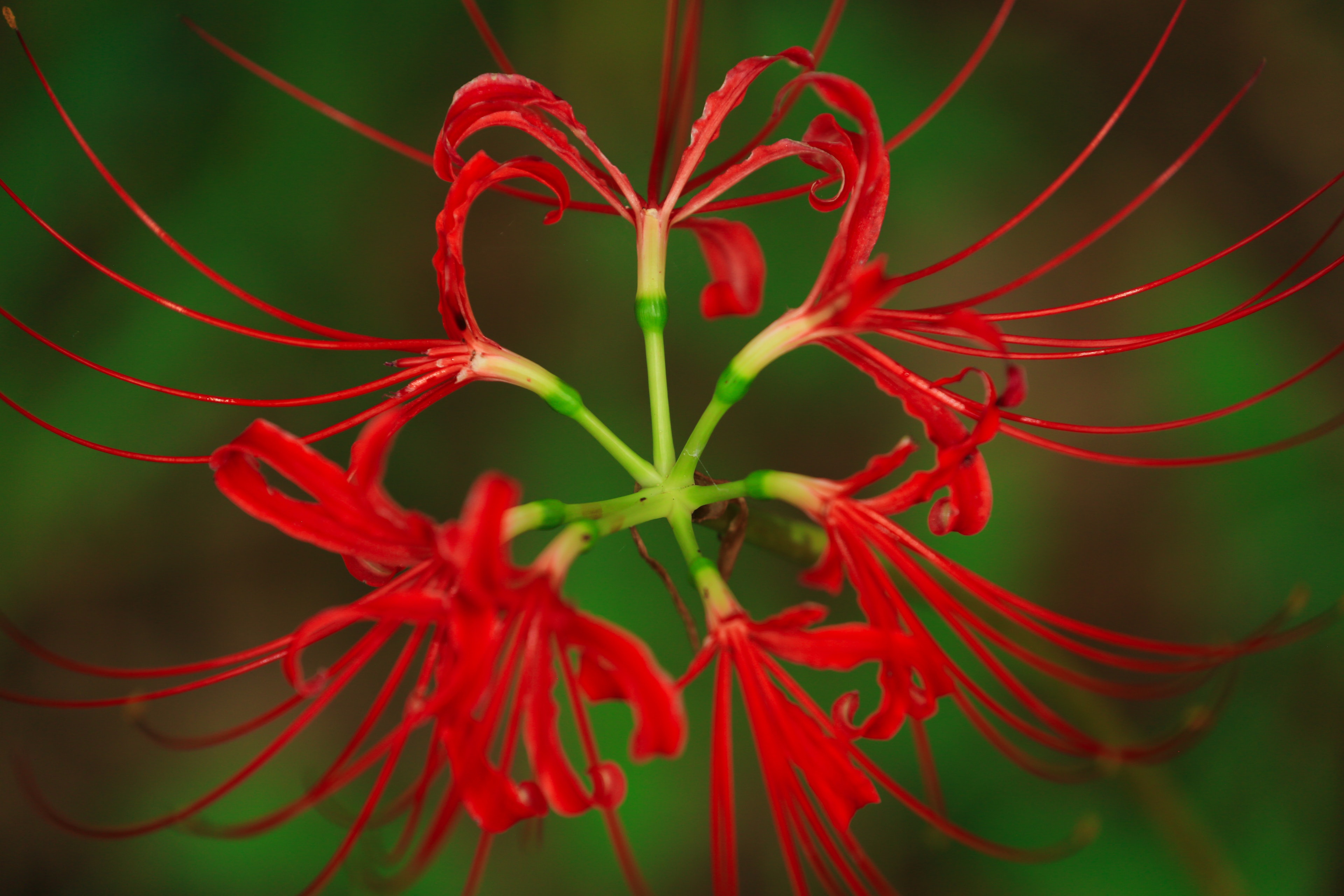 Fiore rosso vibrante con petali lunghi che si irradiano verso l'esterno