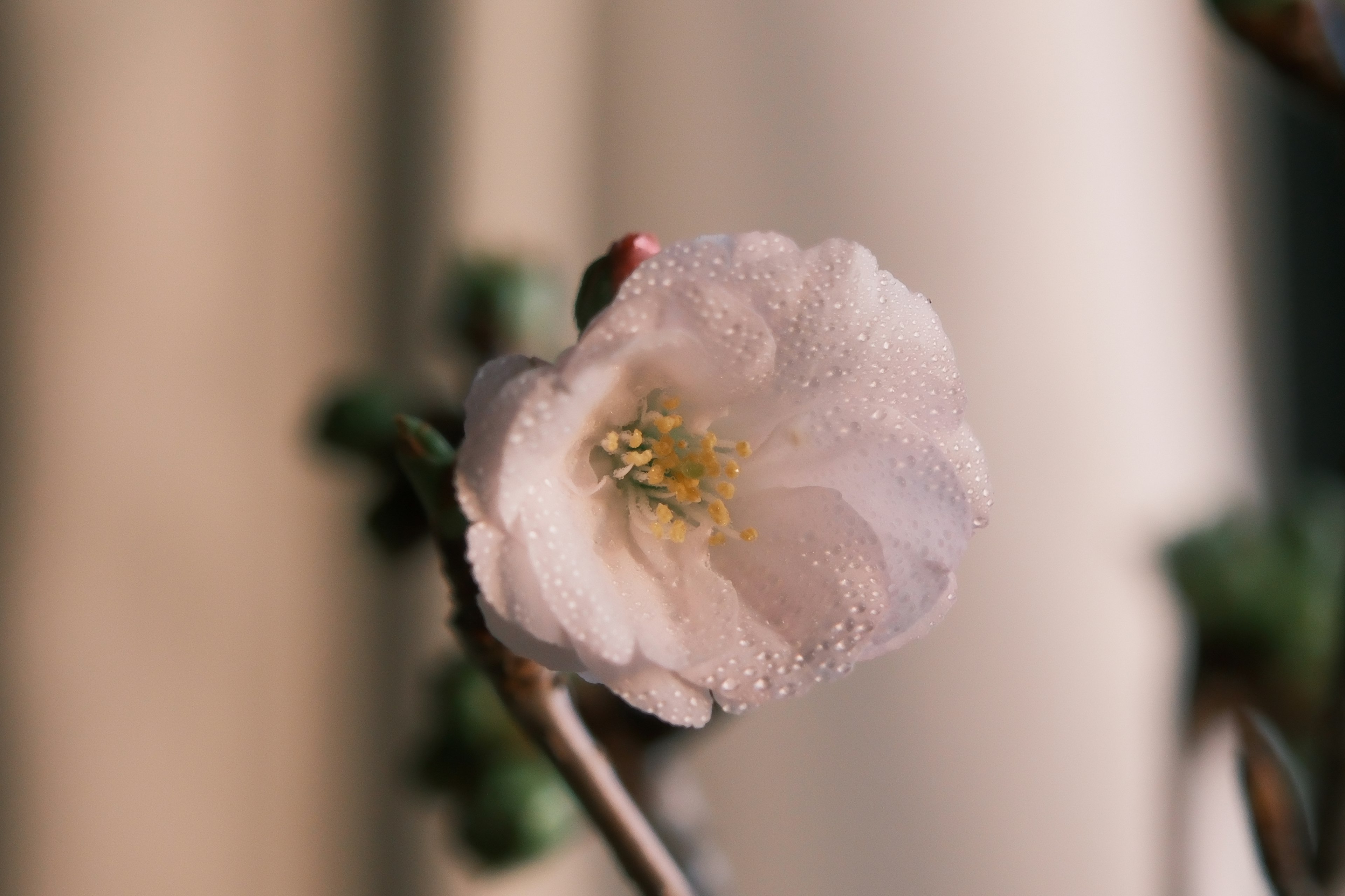 淡いピンクの花が近くで映し出されている花の中心に黄色の雄しべが見える