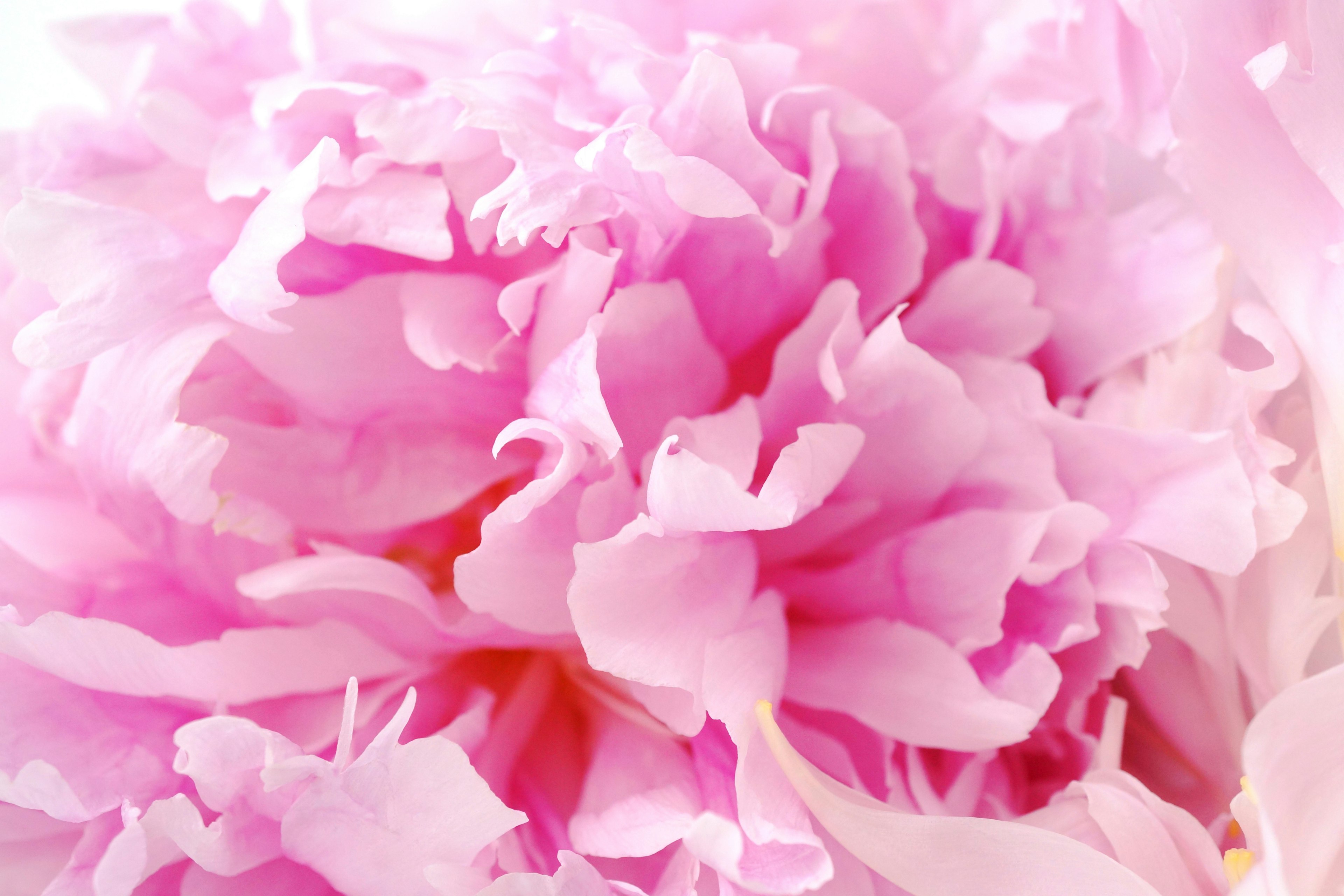 Close-up bunga peony pink muda dengan petal lembut yang tumpang tindih