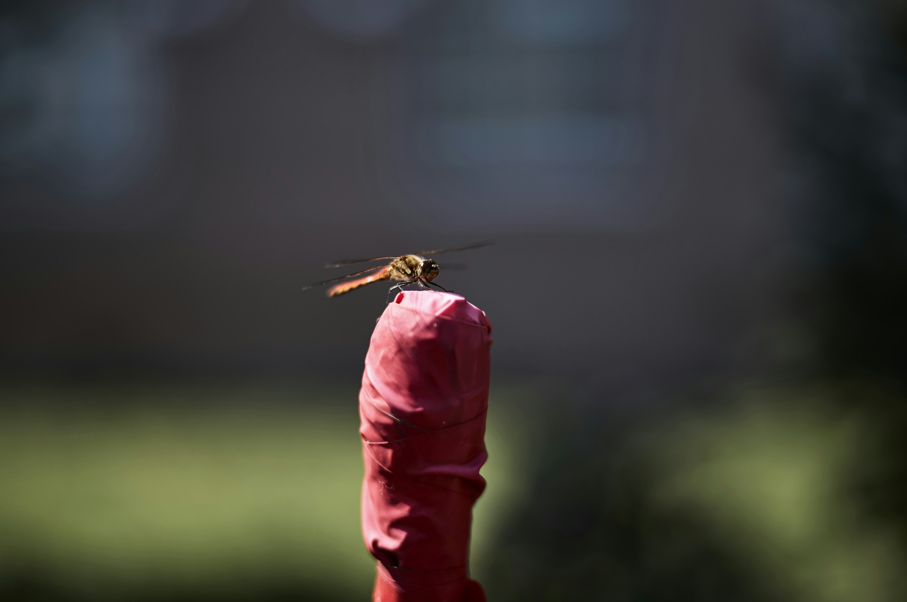 Primer plano de un insecto posado sobre un objeto rojo