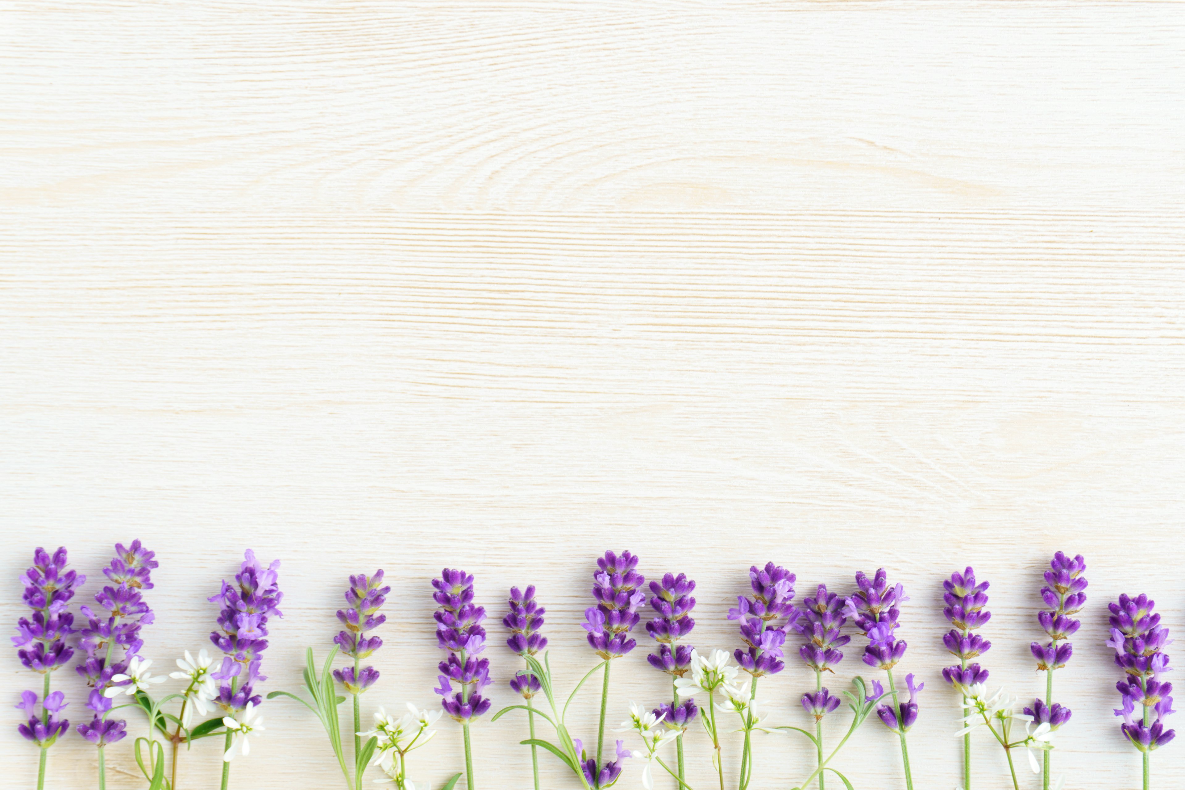 Top-down view of lavender flowers arranged in a line