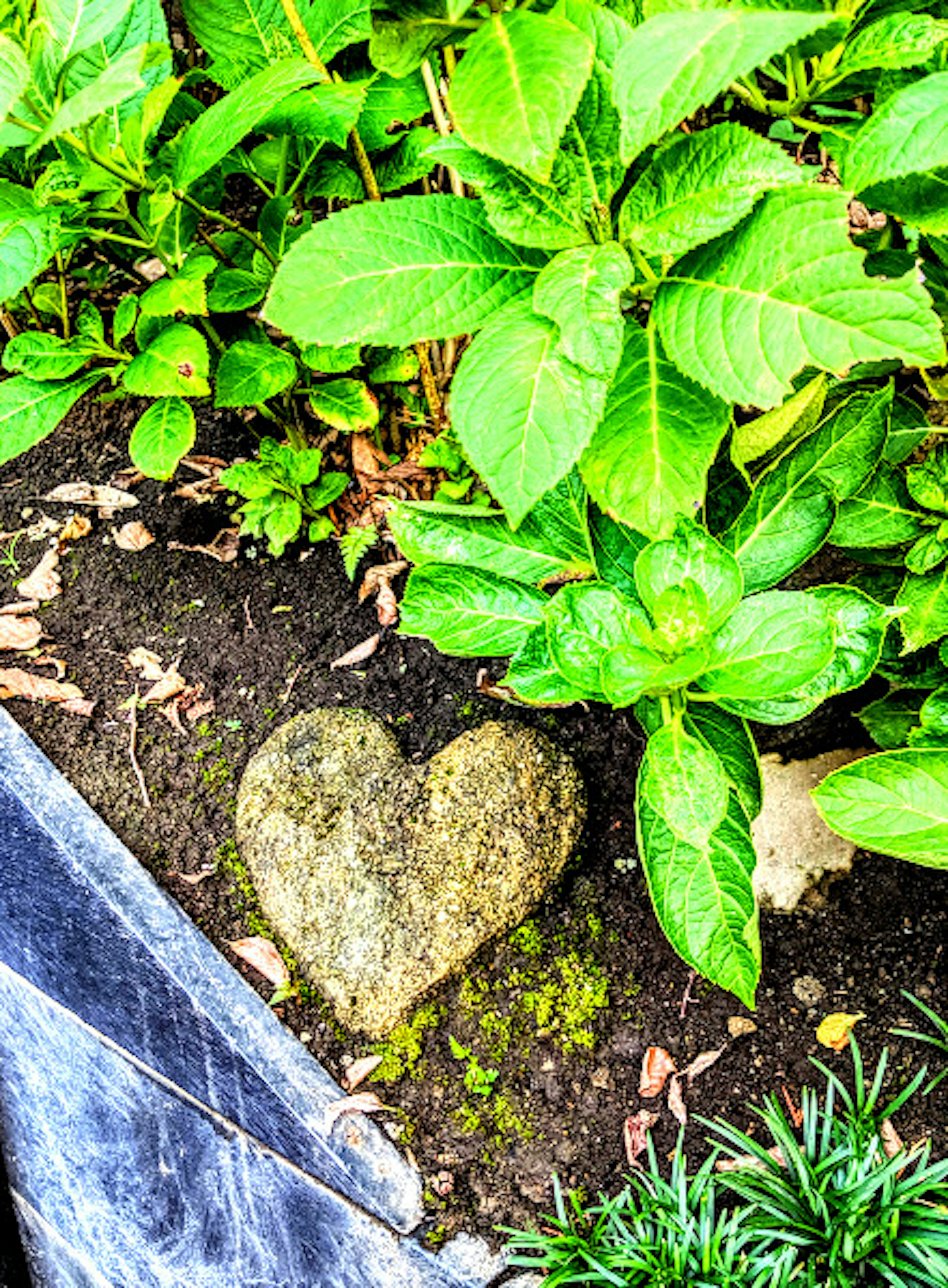 Pierre en forme de cœur entourée de plantes vertes