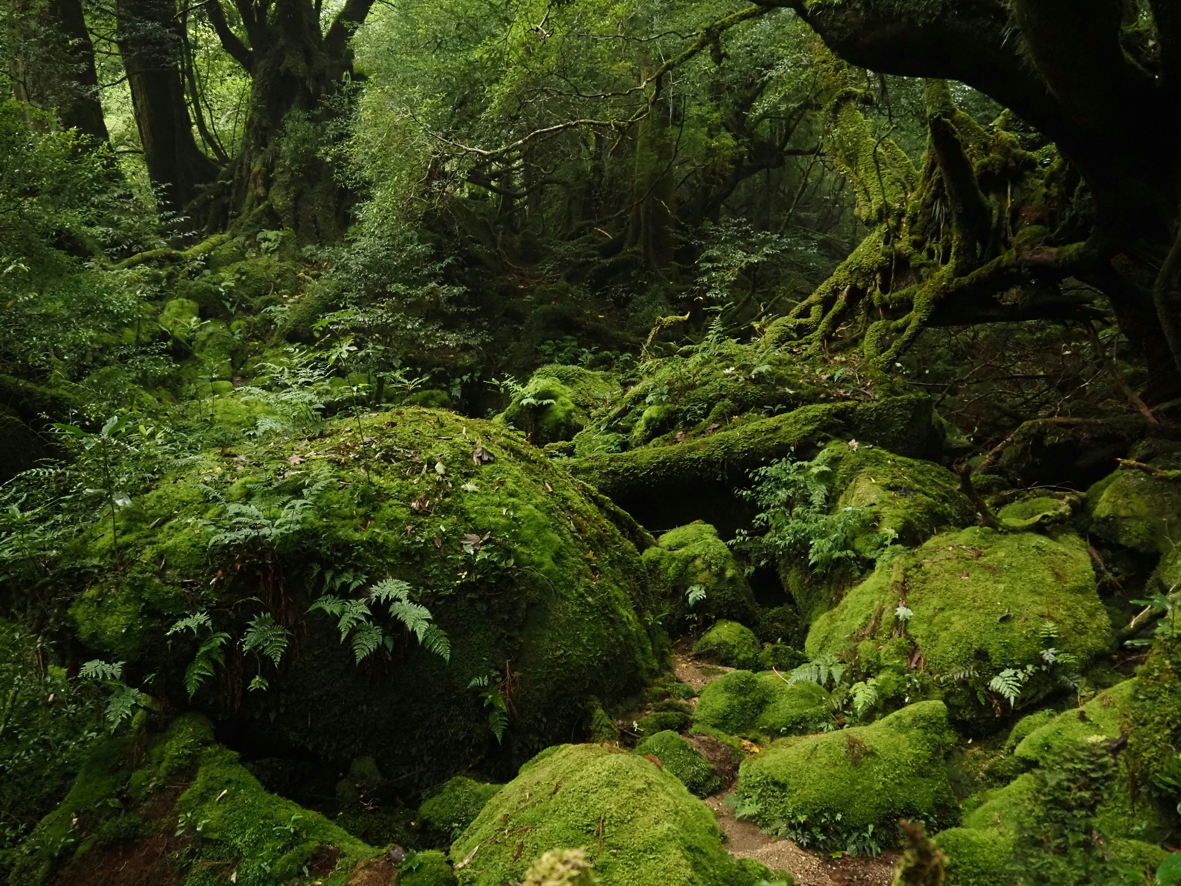 Hutan hijau subur dengan batu-batu yang ditutupi lumut dan pohon-pohon dalam pengaturan alami