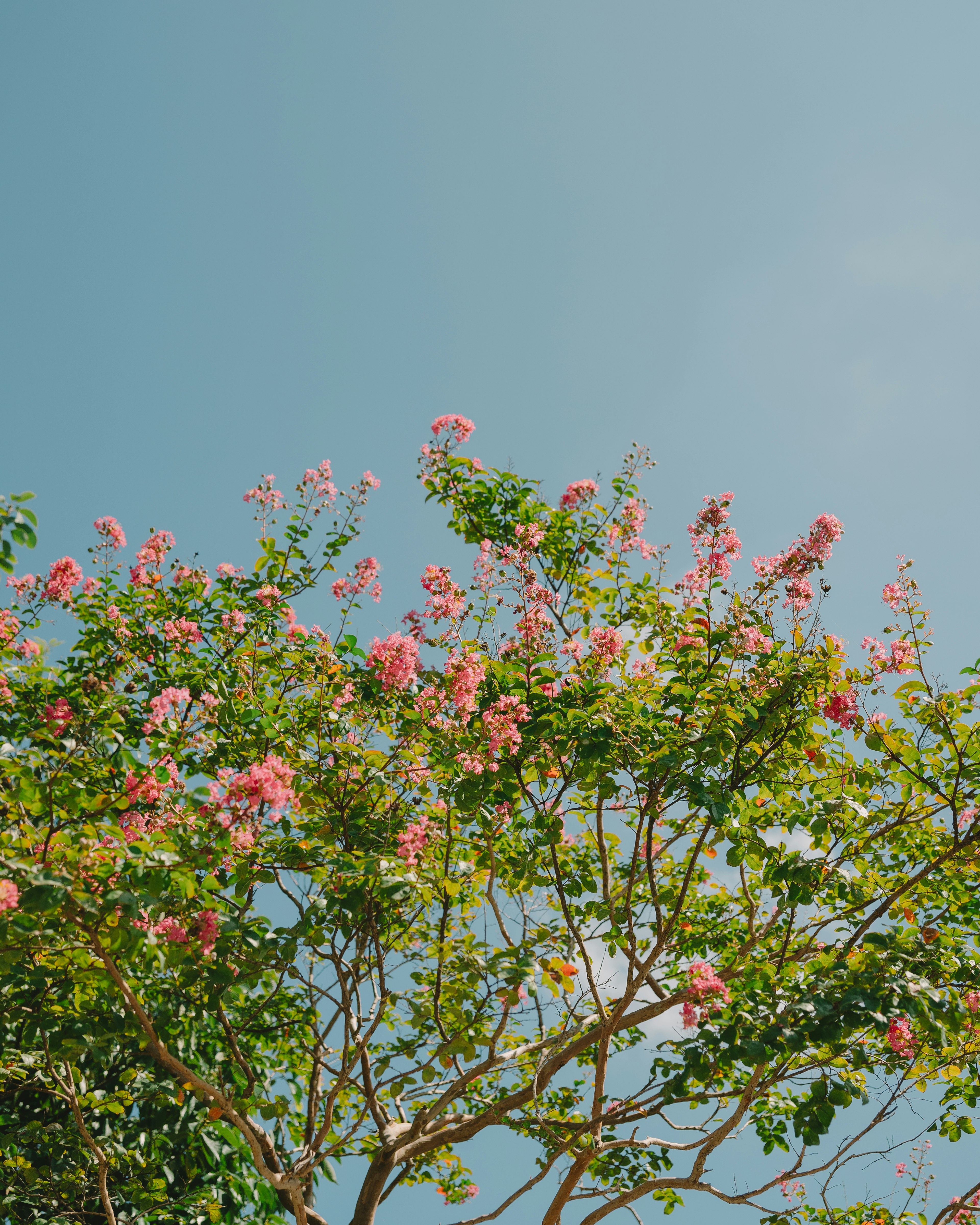 Branches of a tree with pink flowers under a blue sky