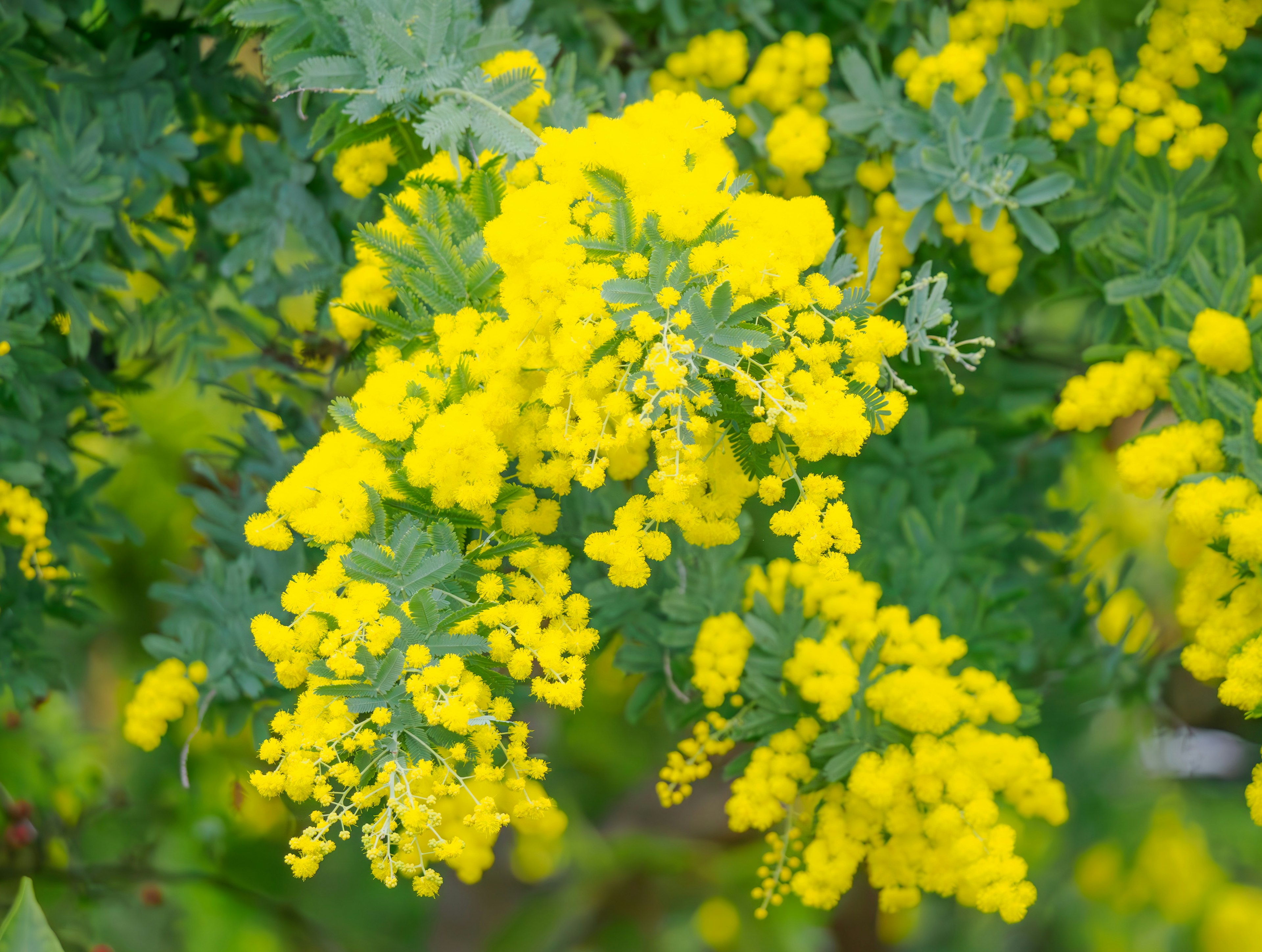 Close-up pohon mimosa dengan bunga kuning cerah