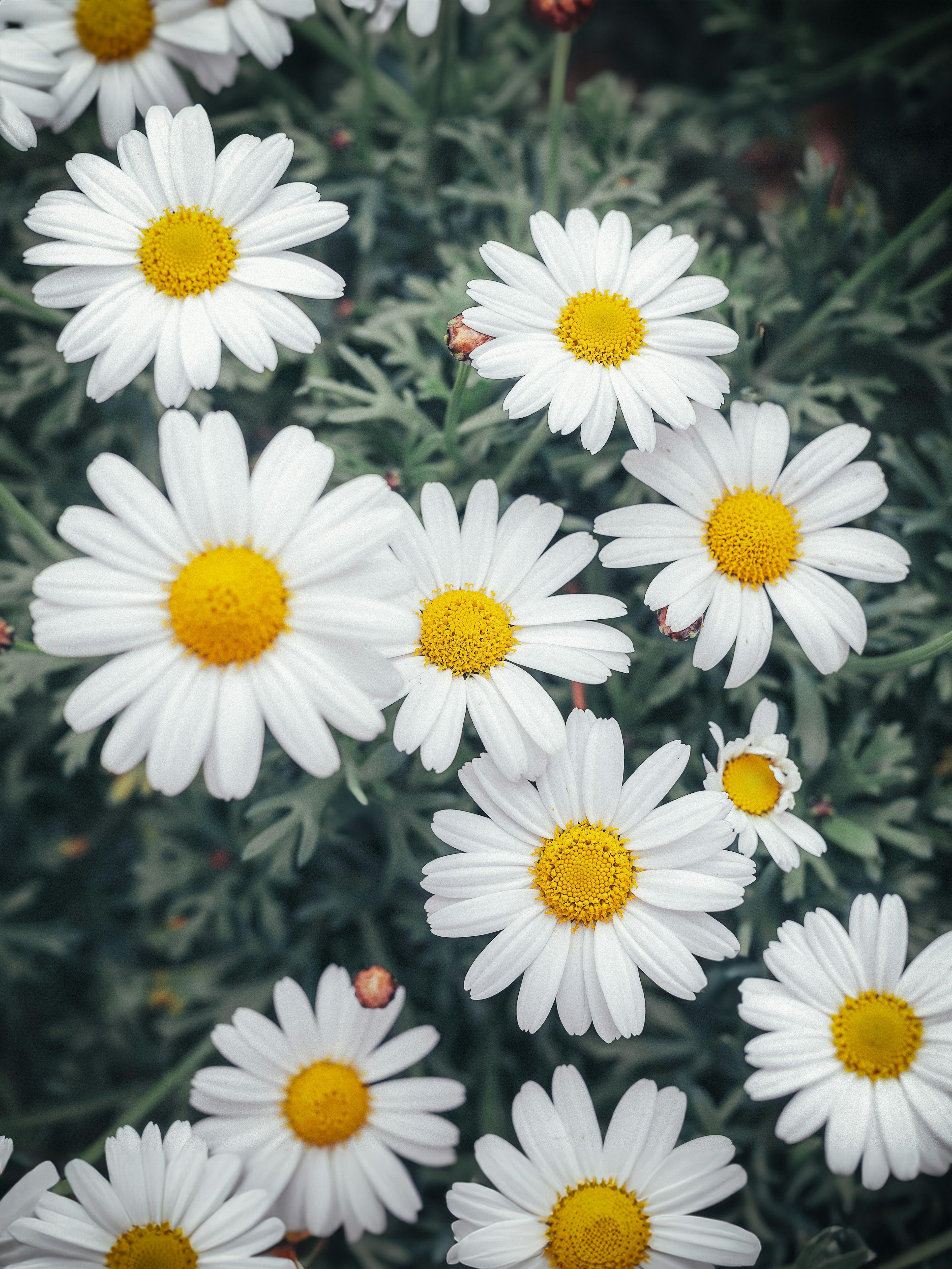 Des marguerites aux pétales blancs et au centre jaune fleurissant dans un environnement verdoyant