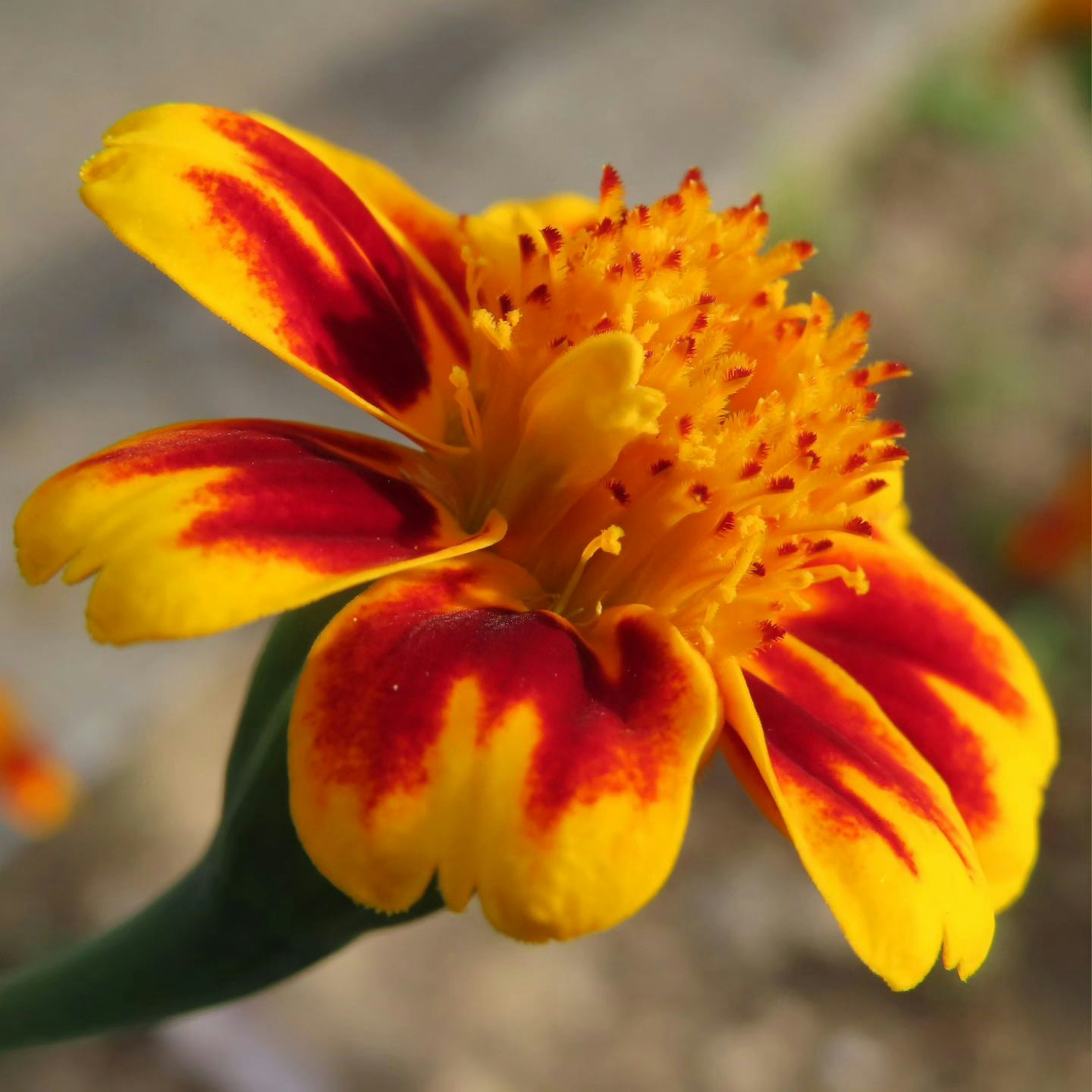 Primer plano de una flor de cempasúchil amarilla y roja vibrante