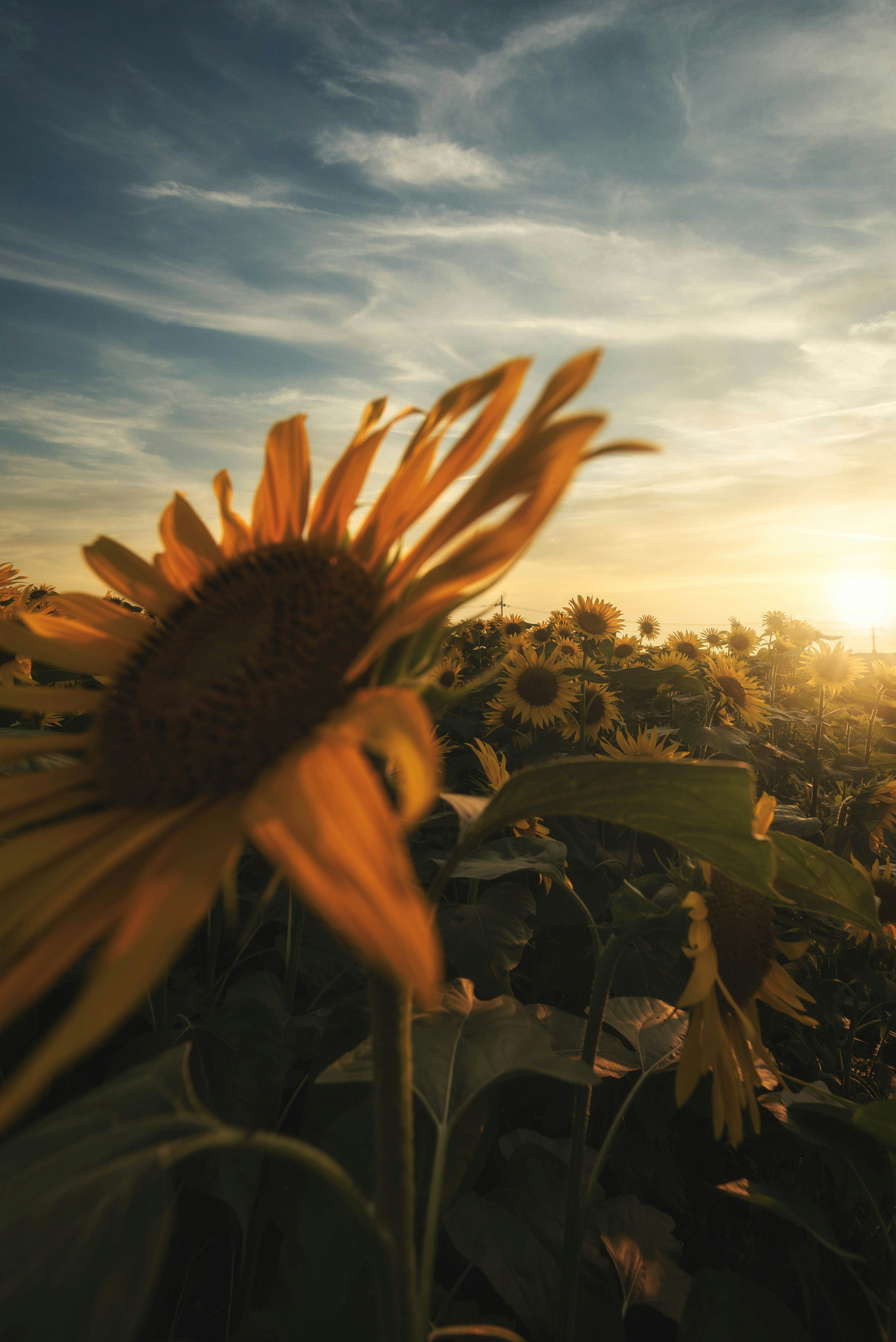 Nahaufnahme einer Sonnenblume vor einem Sonnenuntergang