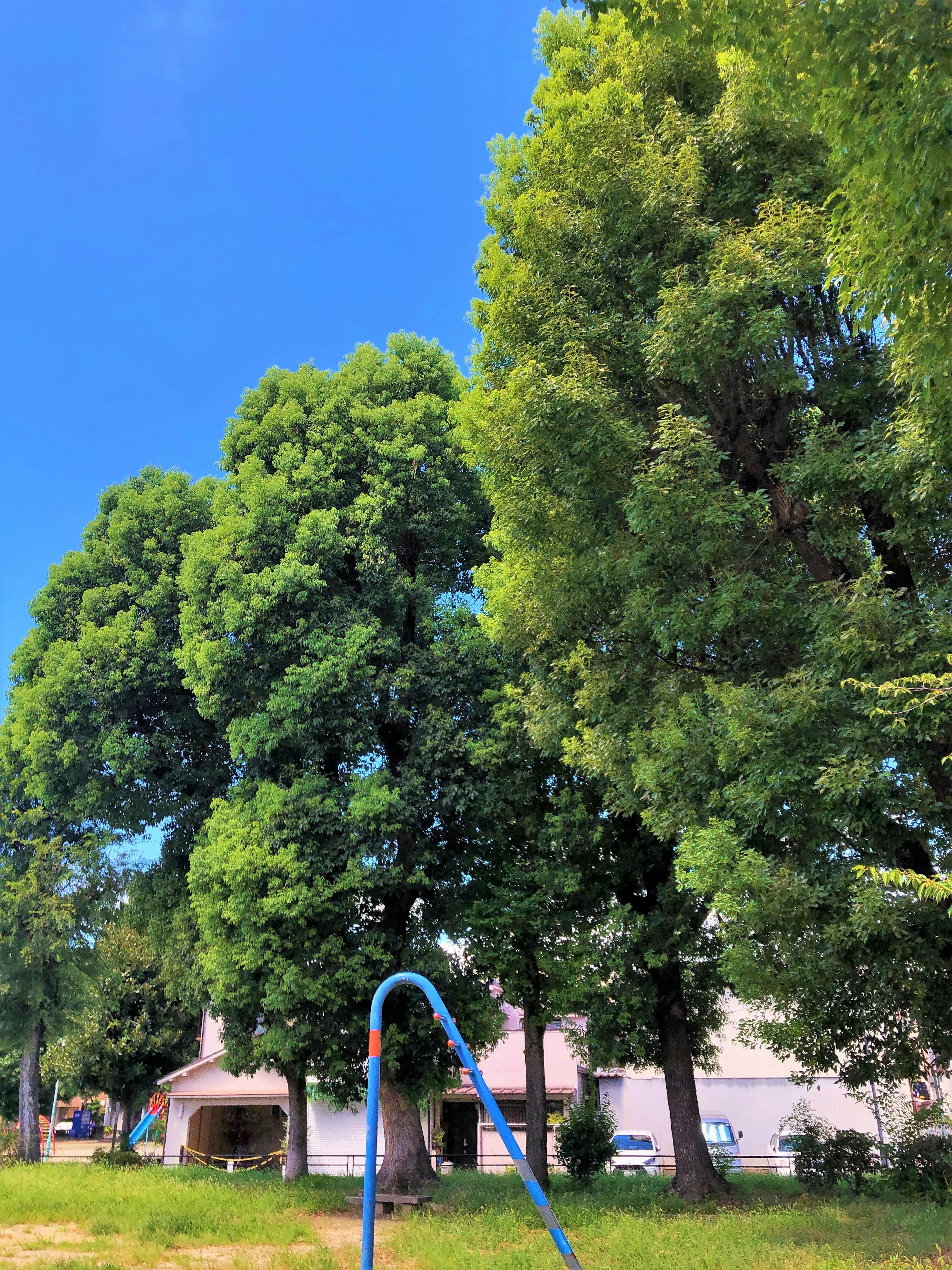 Grands arbres verts sous un ciel bleu avec une balançoire