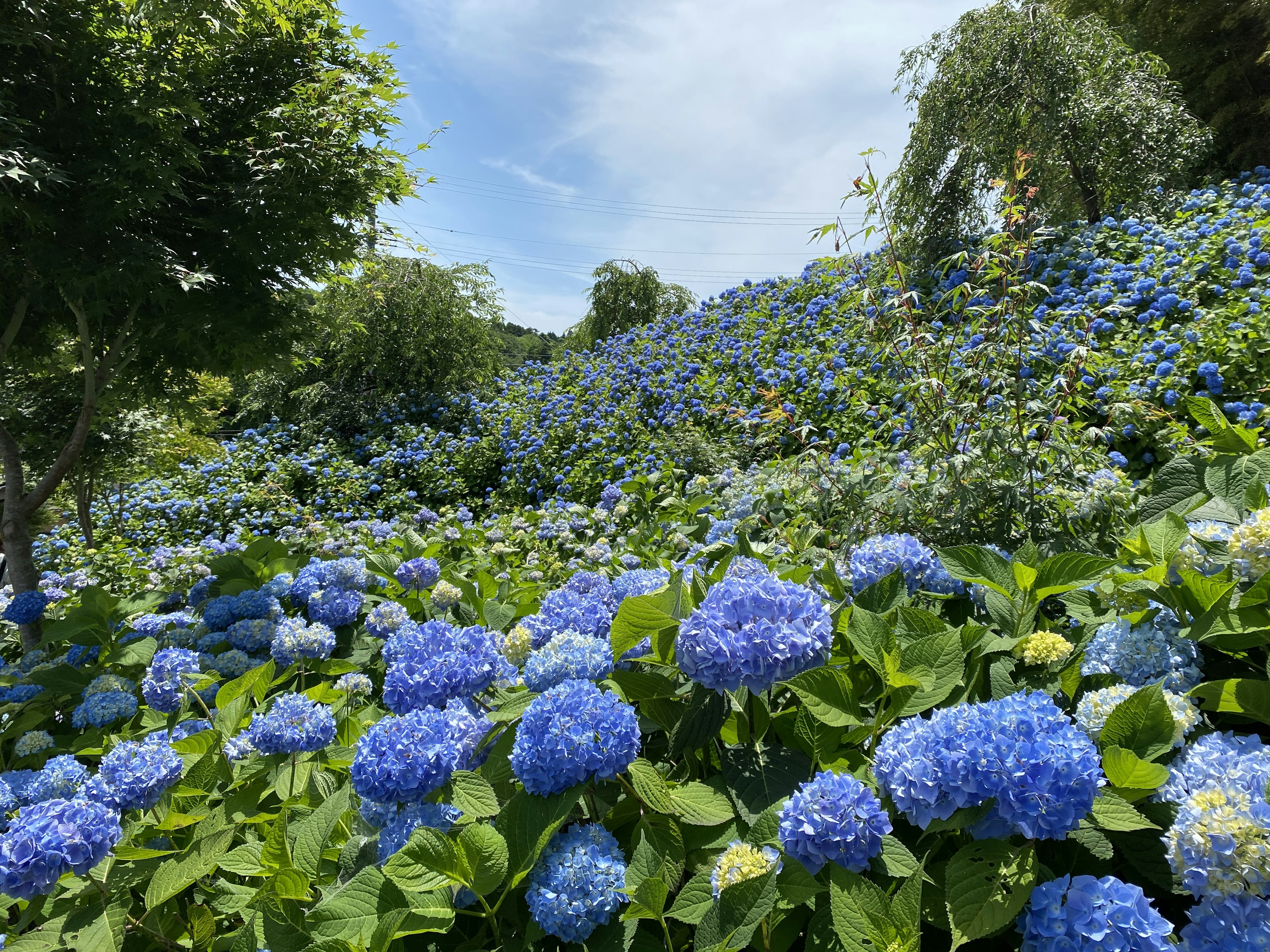 A beautiful landscape with blooming blue hydrangeas