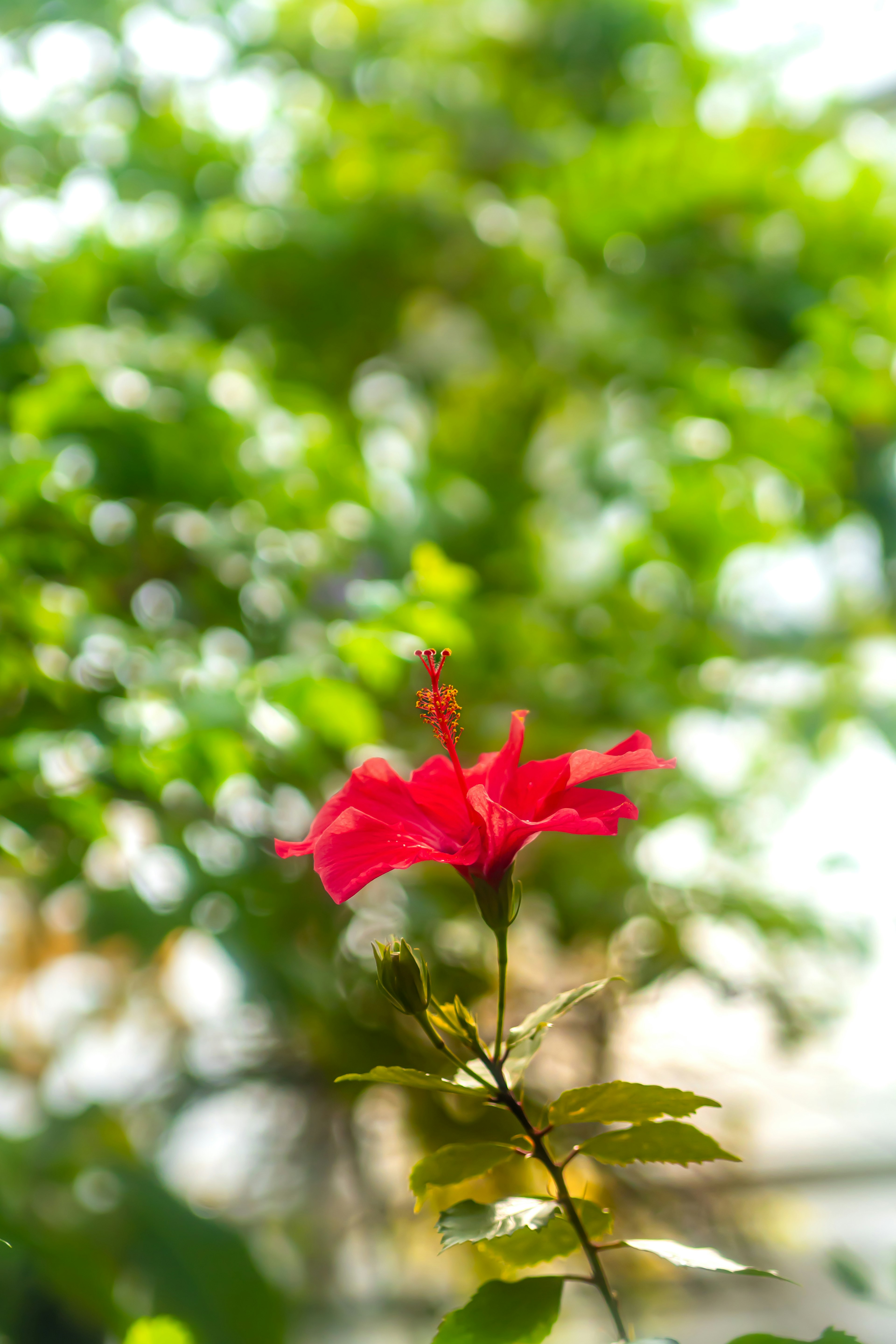 Sebuah bunga hibiscus merah menonjol di latar belakang hijau yang buram