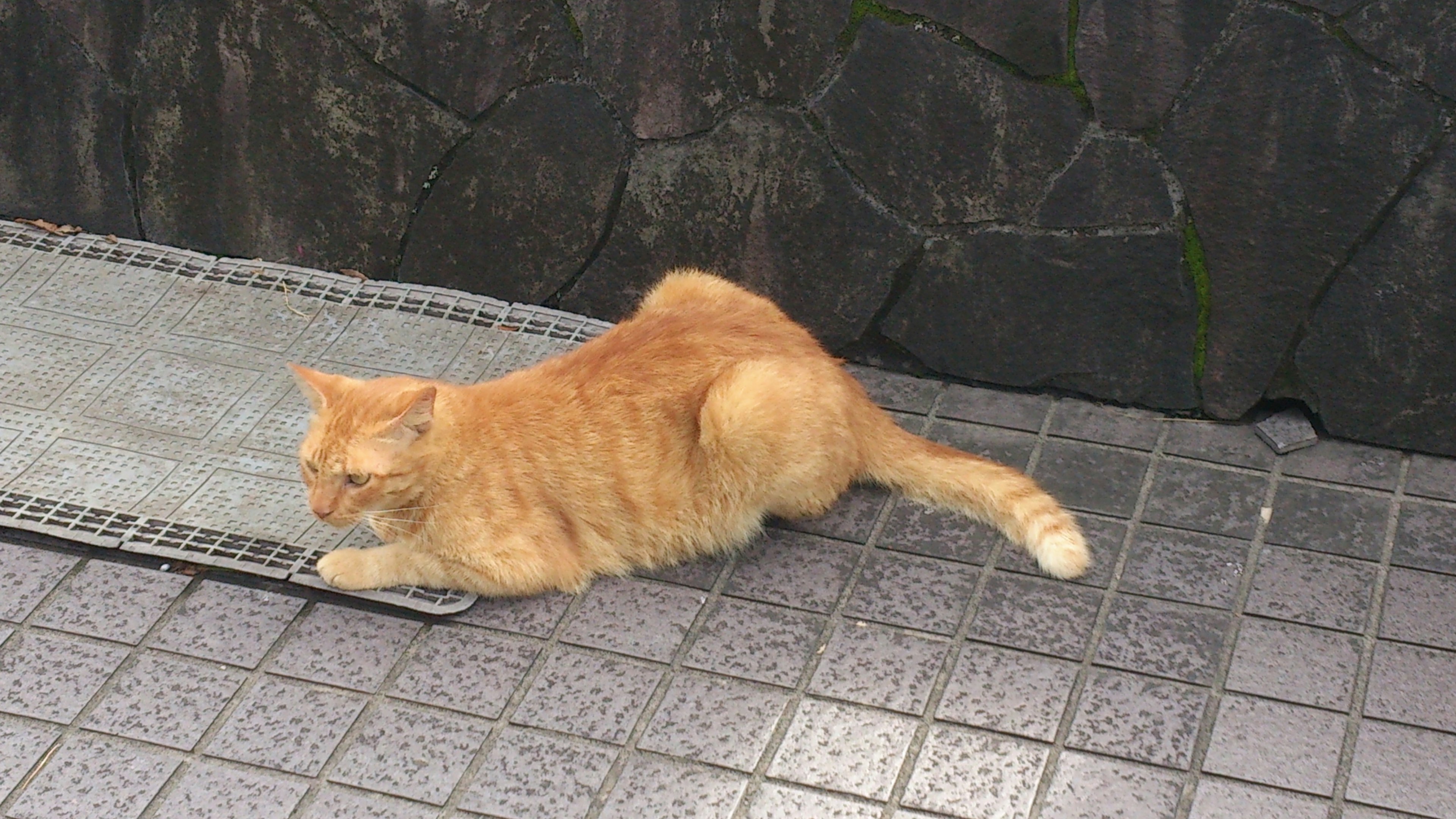 Seekor kucing oranye berbaring di jalan yang dipaving