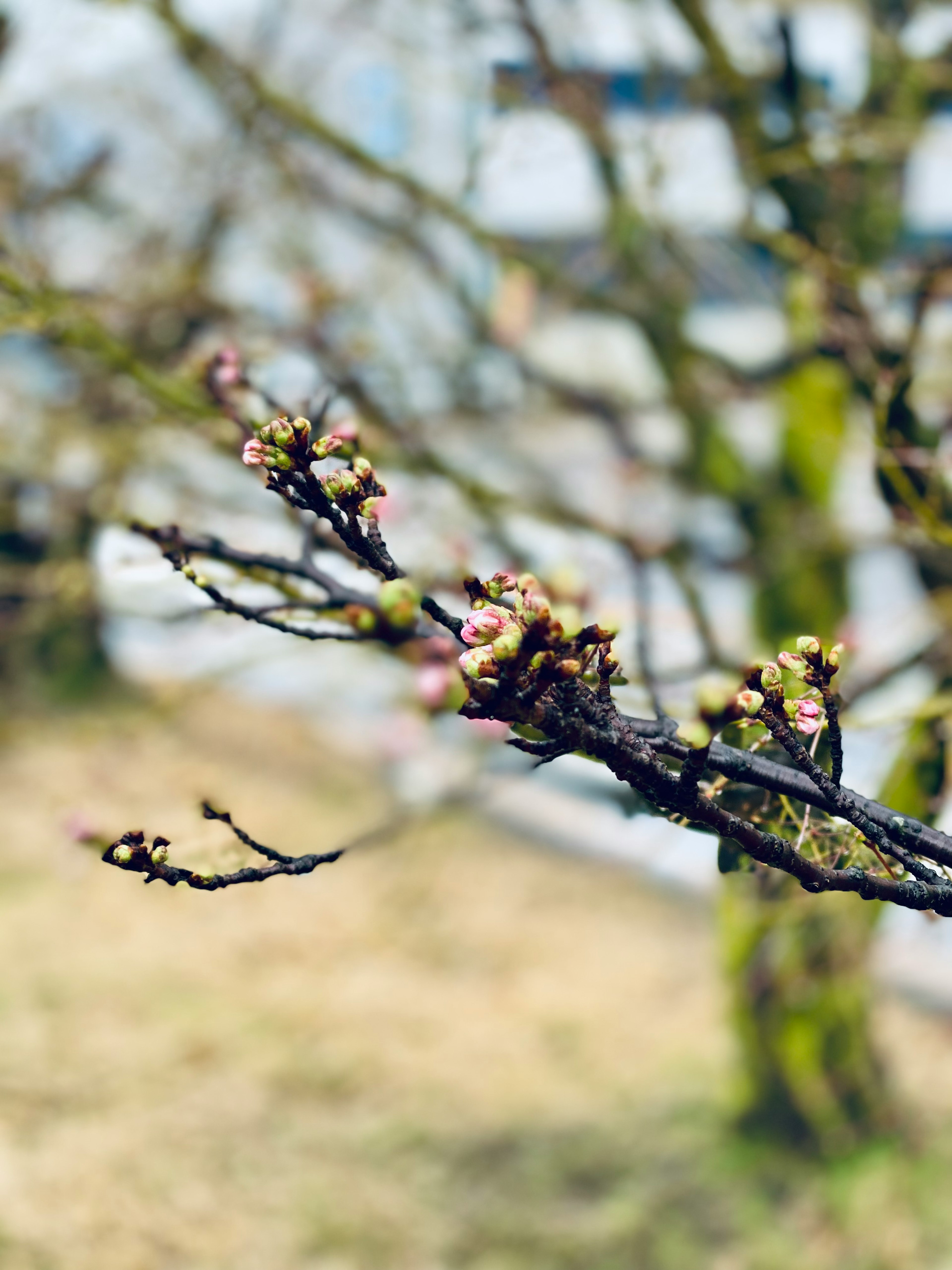 Nahaufnahme eines Kirschbaumzweigs mit knospenden Blüten