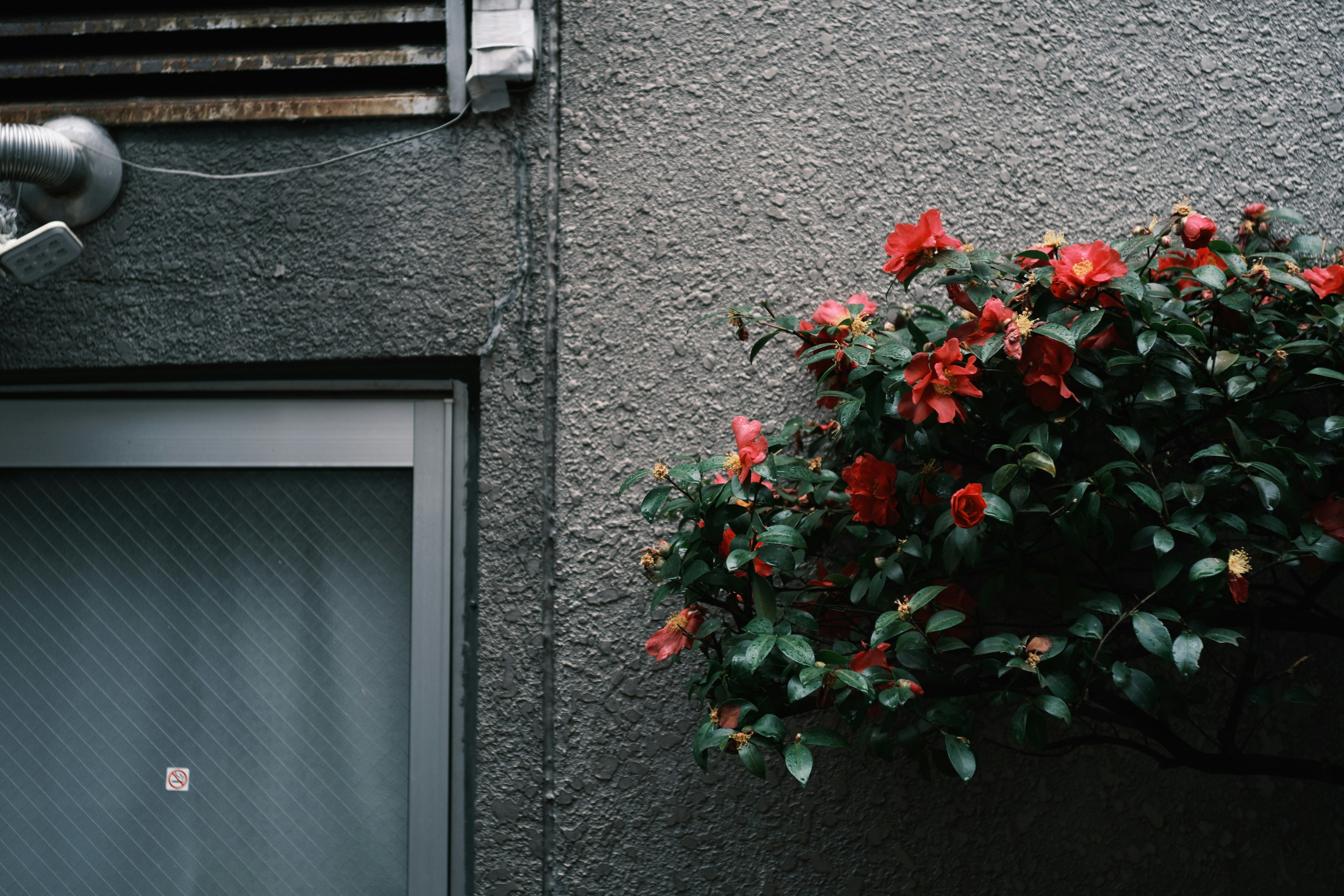 Porte à côté d'un mur avec des fleurs rouges en fleurs