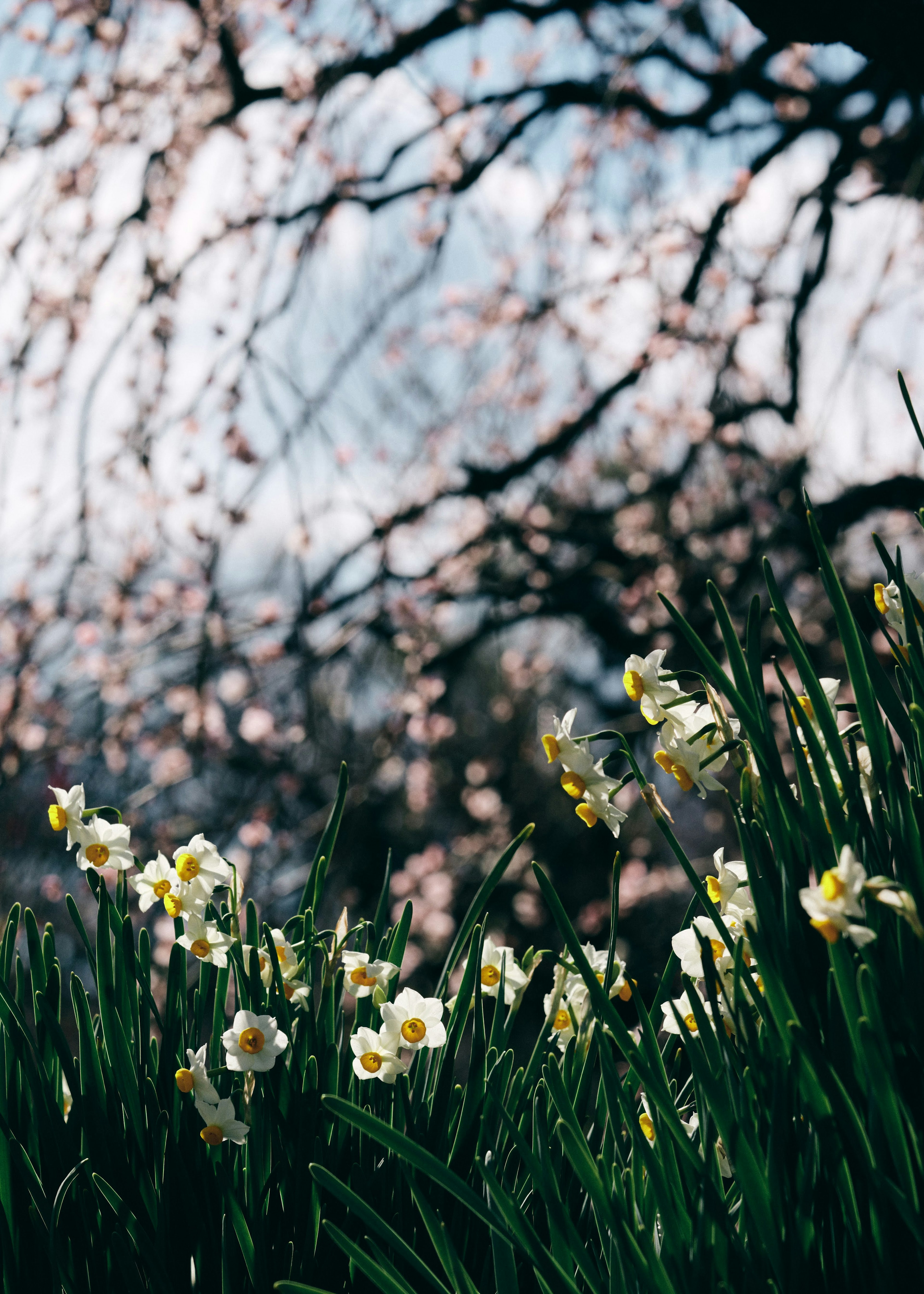 Eine Landschaft mit Frühlingsblumen und einem Kirschbaum im Hintergrund