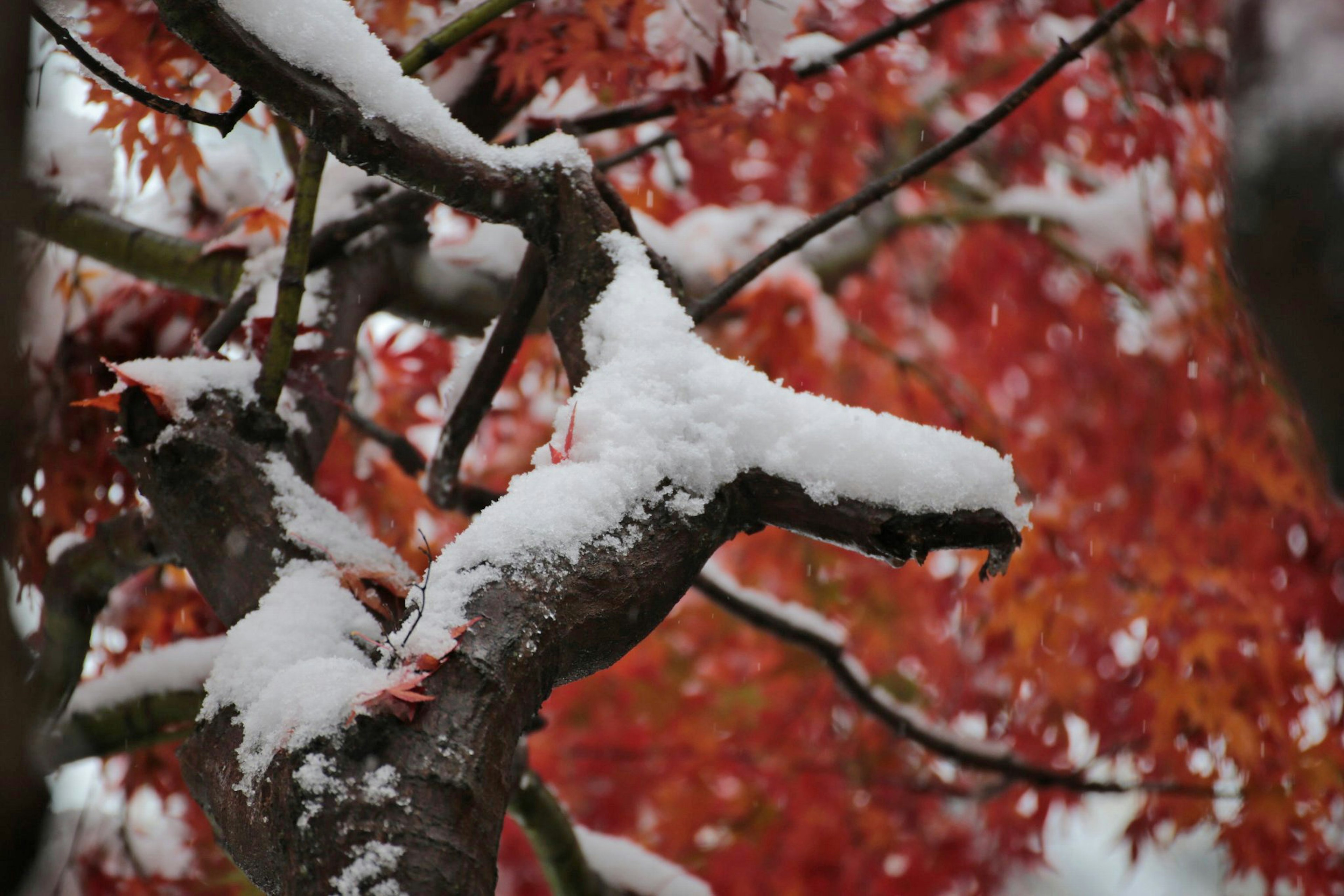 Rama cubierta de nieve con hojas rojas vibrantes al fondo