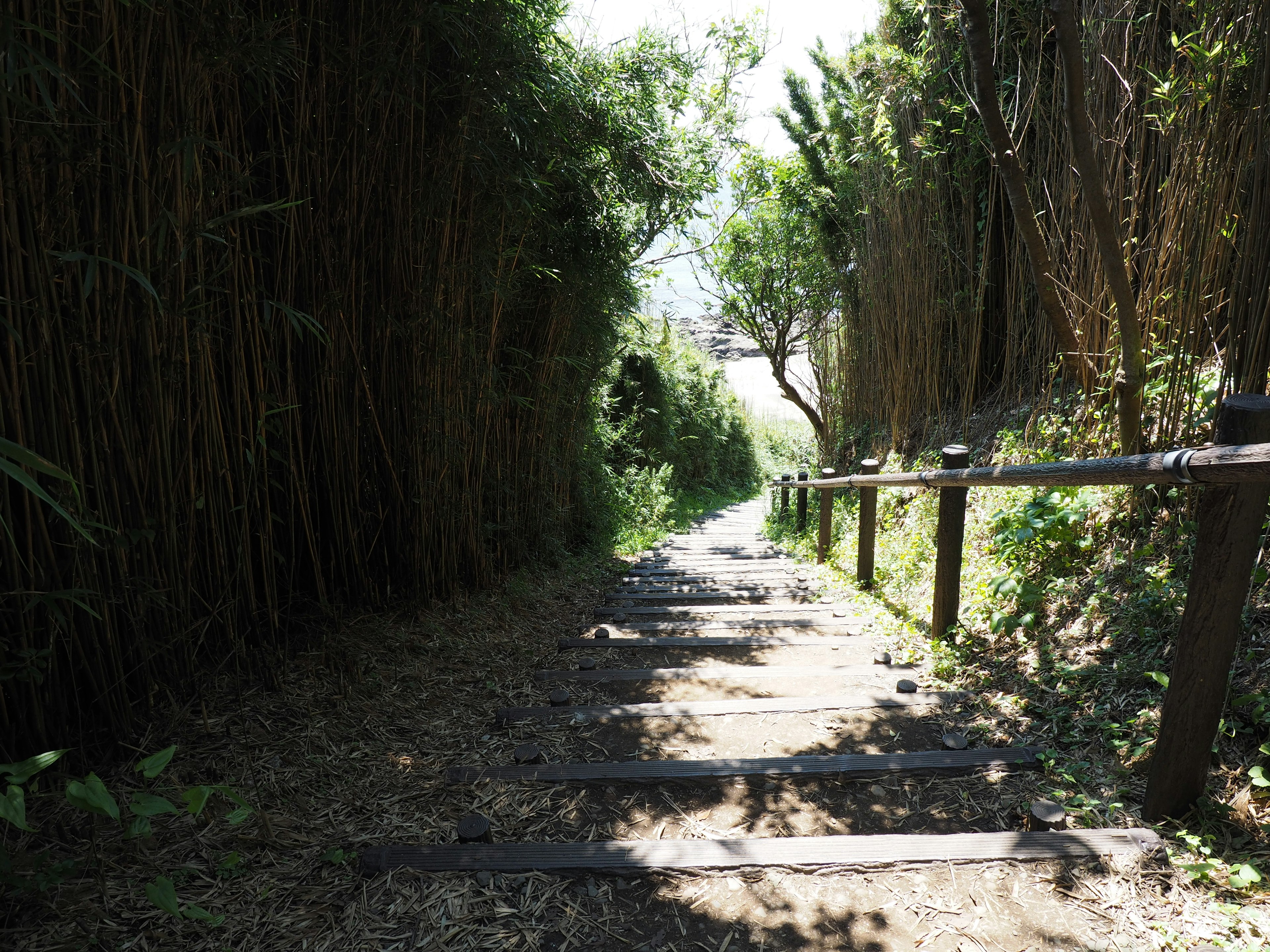 Un sentiero tranquillo circondato da alberi verdi