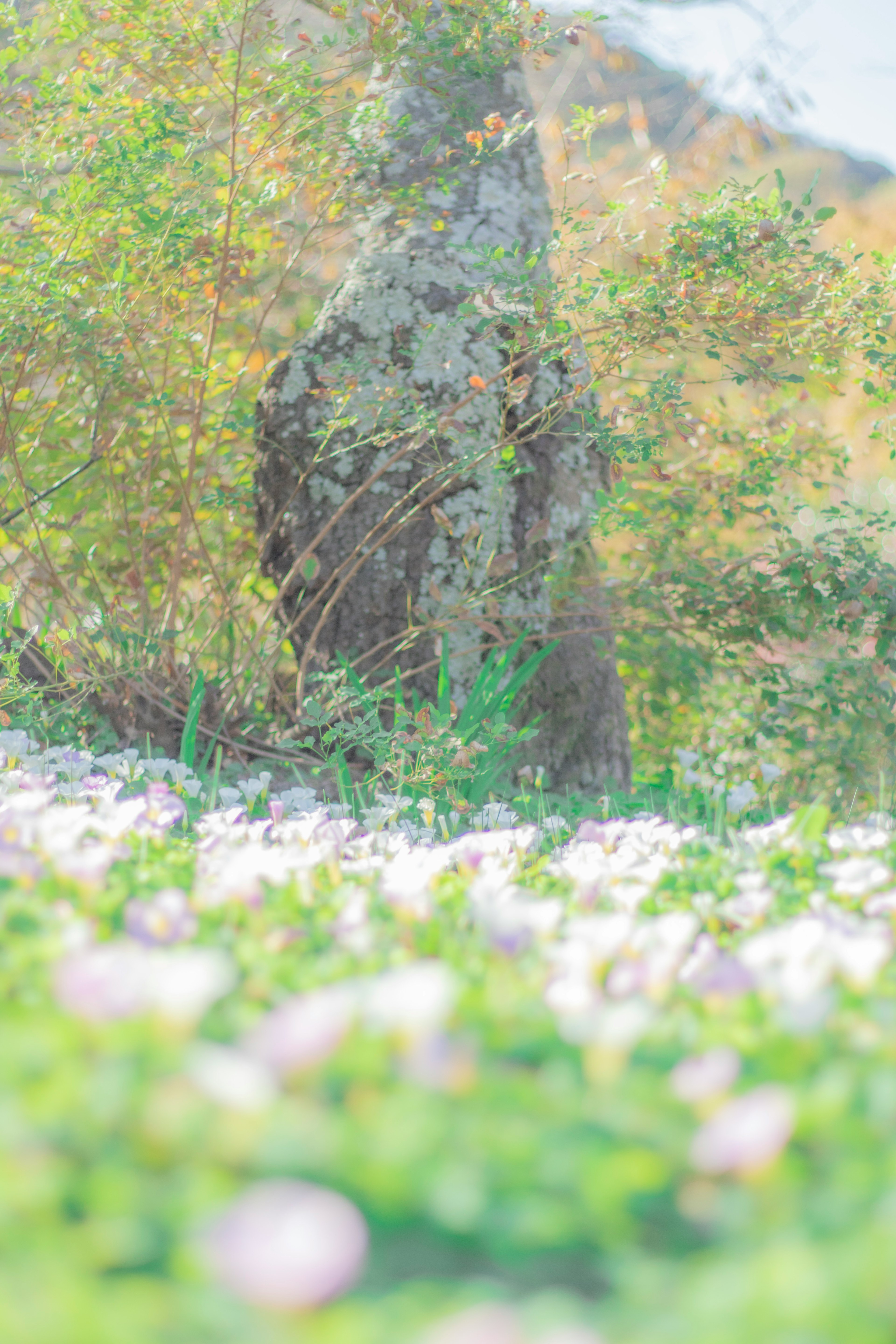 A figure partially obscured by foliage with blooming flowers in the foreground