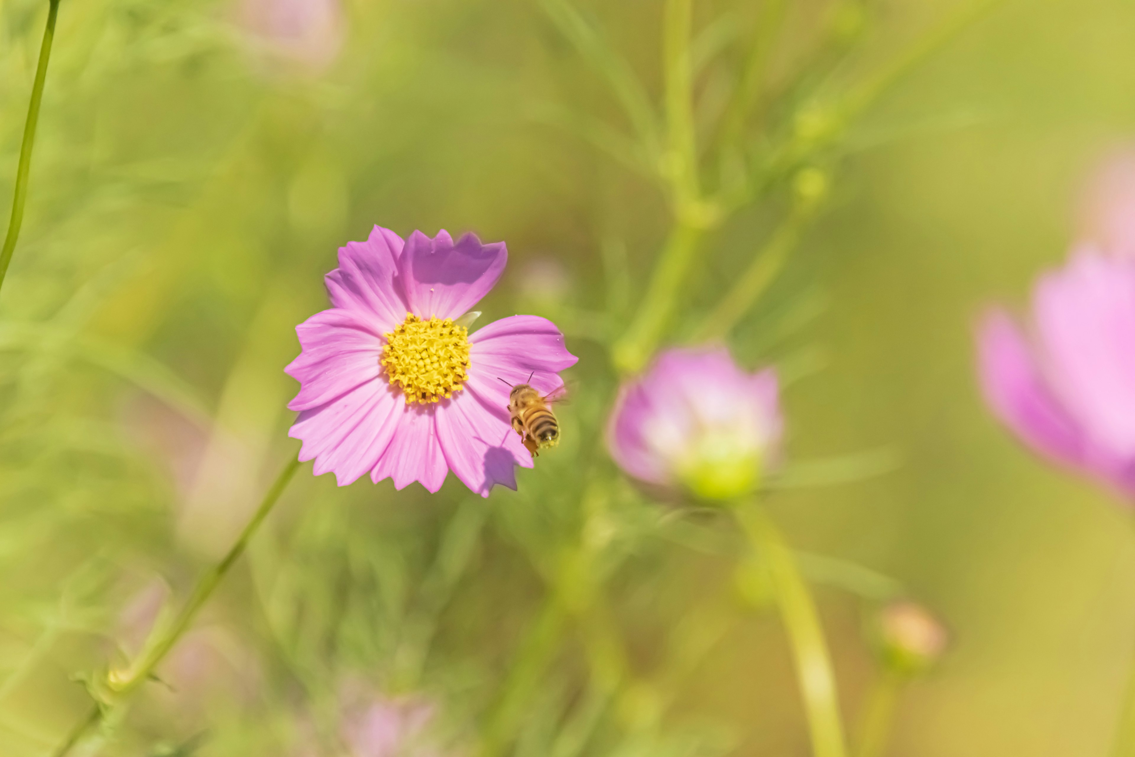 Nahaufnahme einer rosa Blume mit gelbem Zentrum und einer Biene in der Nähe