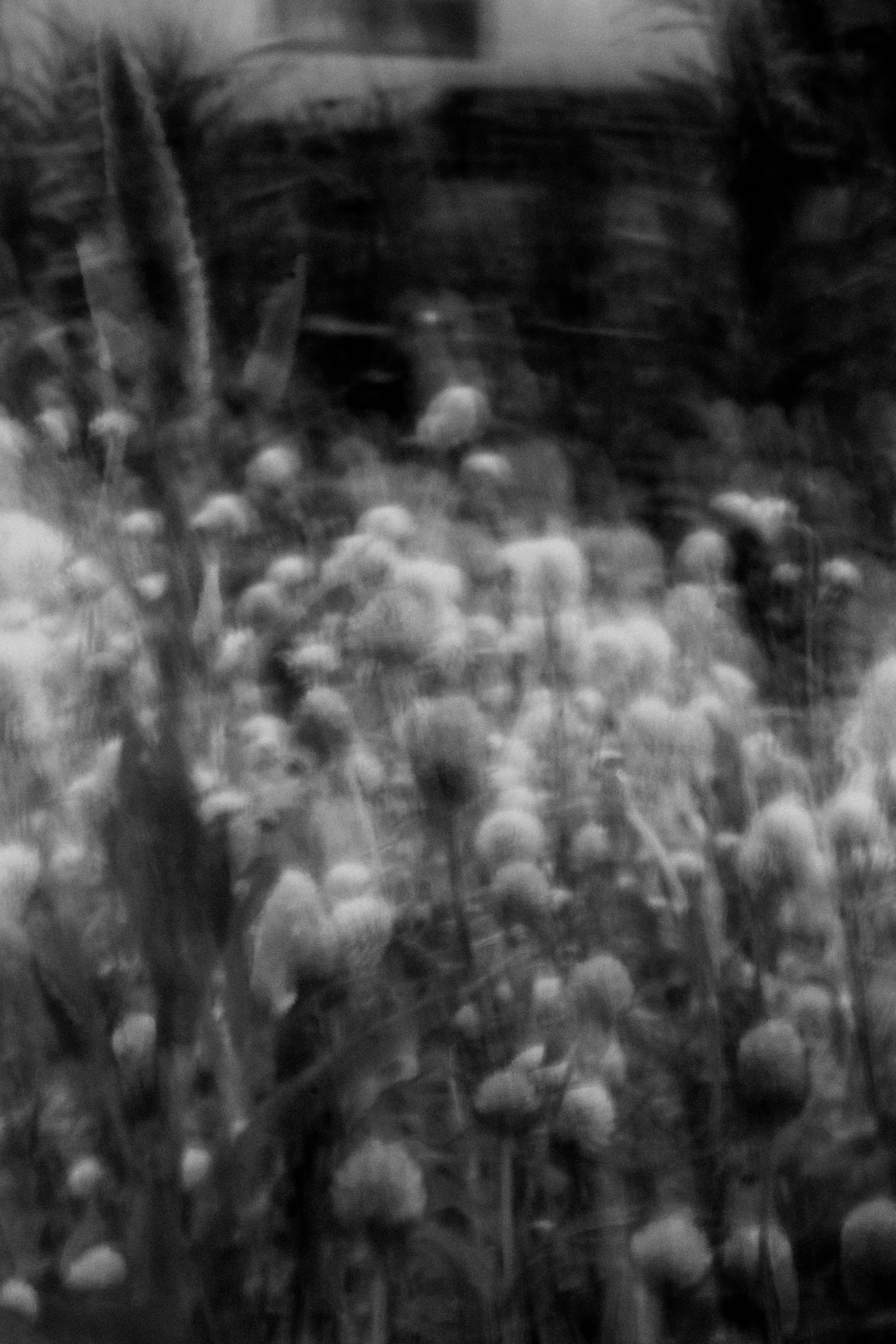 Verschwommene weiße Blumen erstrecken sich über eine monochrome Landschaft mit dunklen Pflanzen im Hintergrund