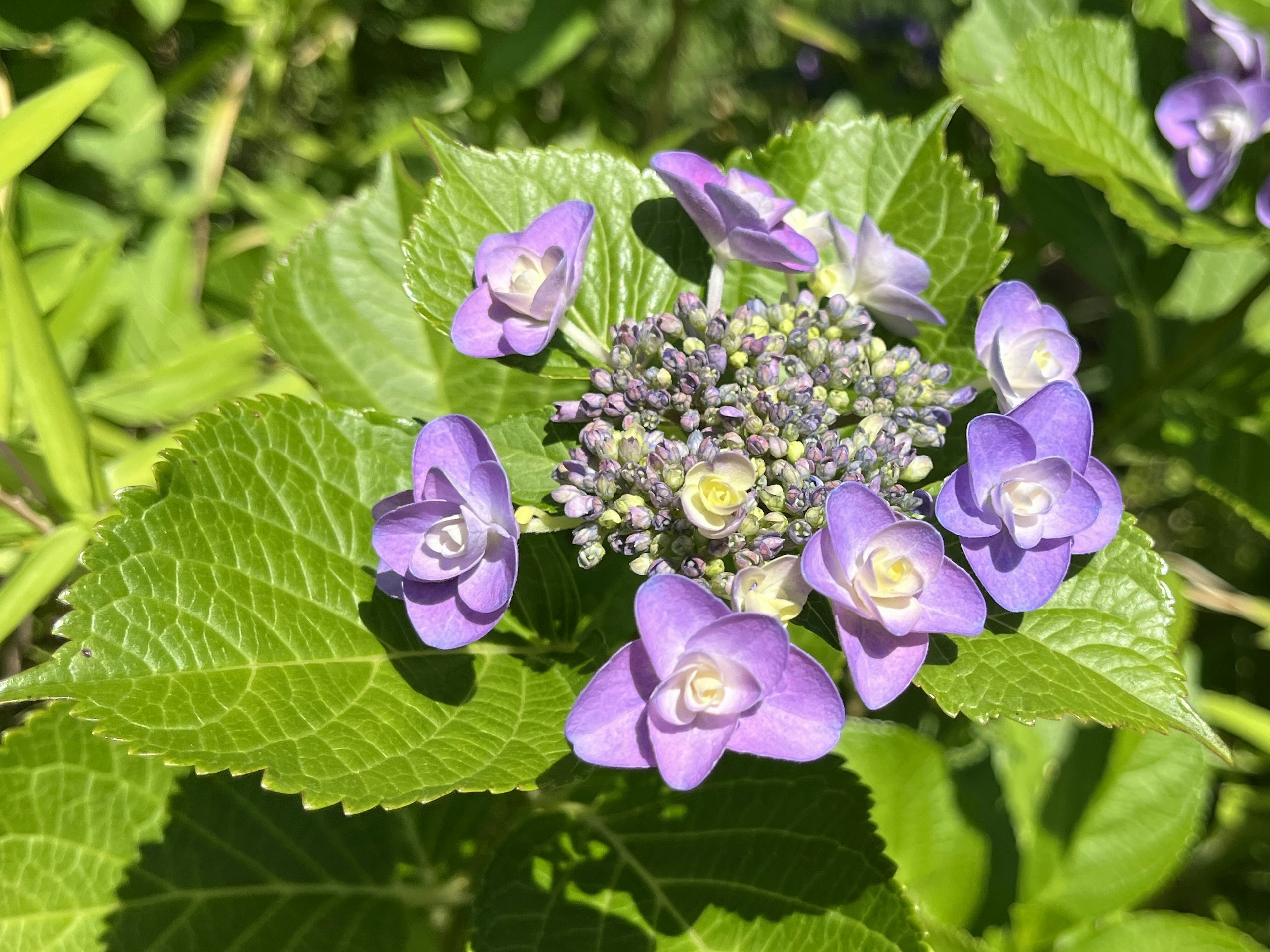 紫色の花と緑の葉を持つハイドランジアのクローズアップ