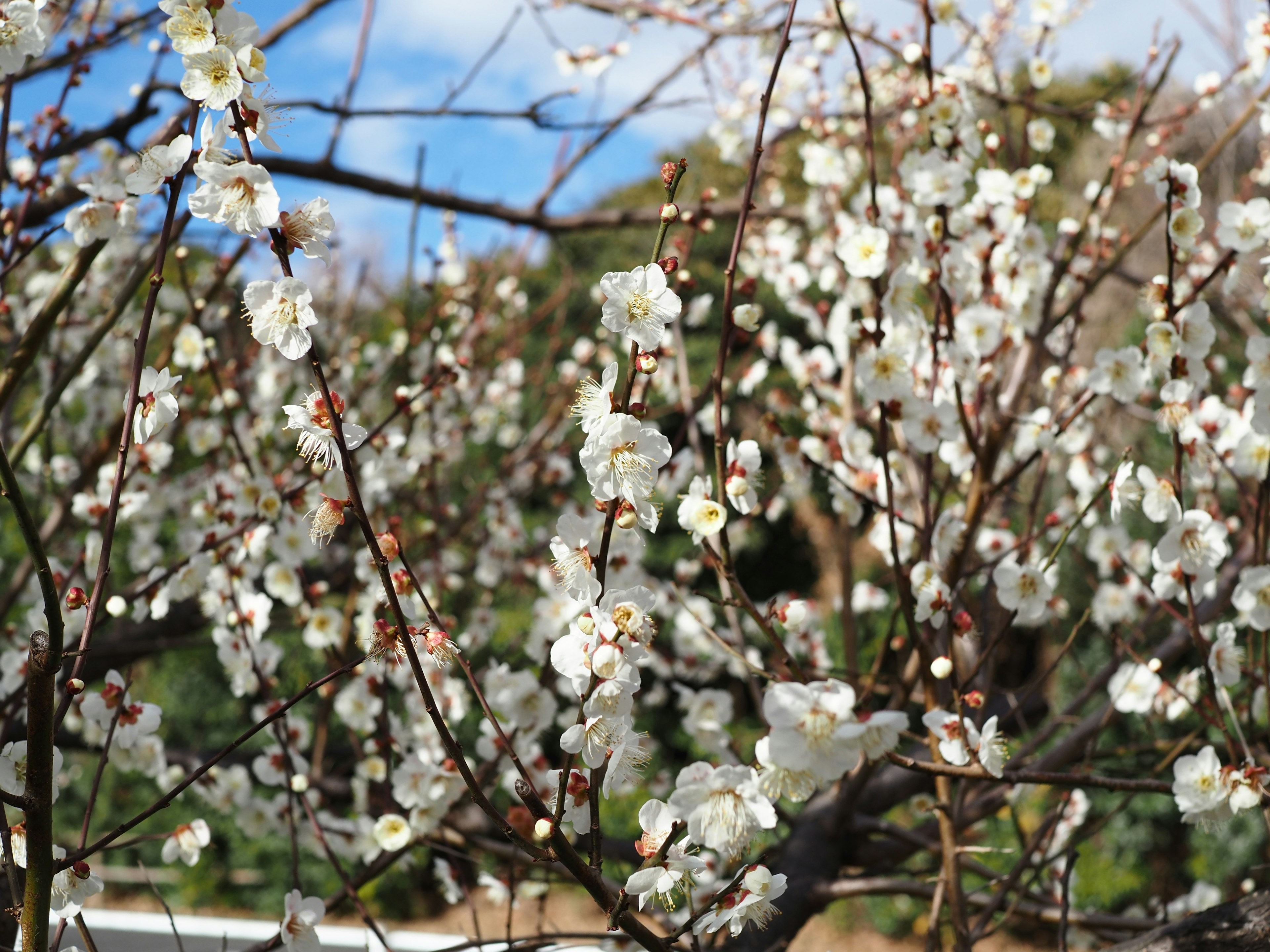 白い花が咲く木の枝が青空の下で美しく映える