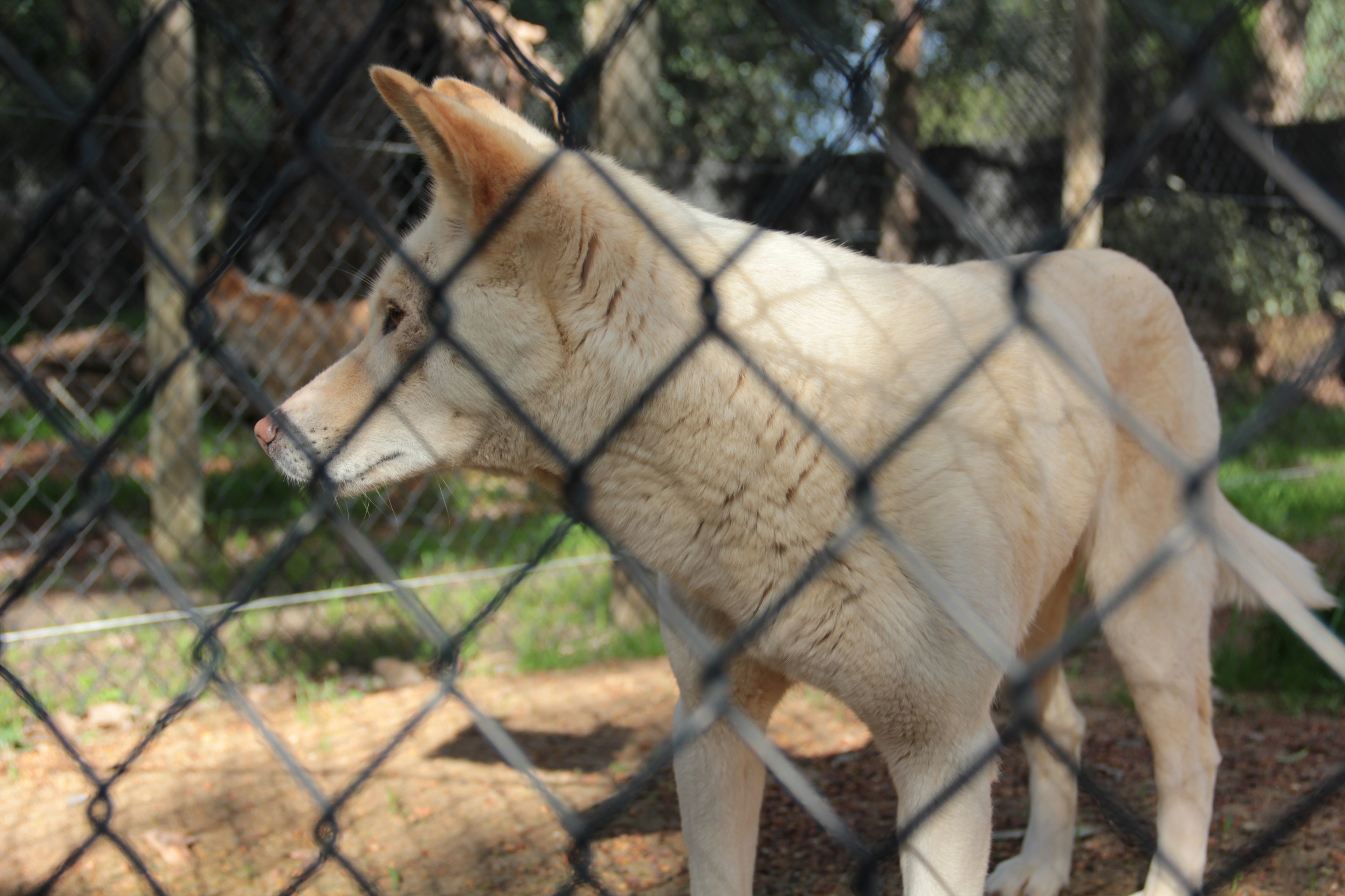 Ein weißer Wolf hinter einem Zaun