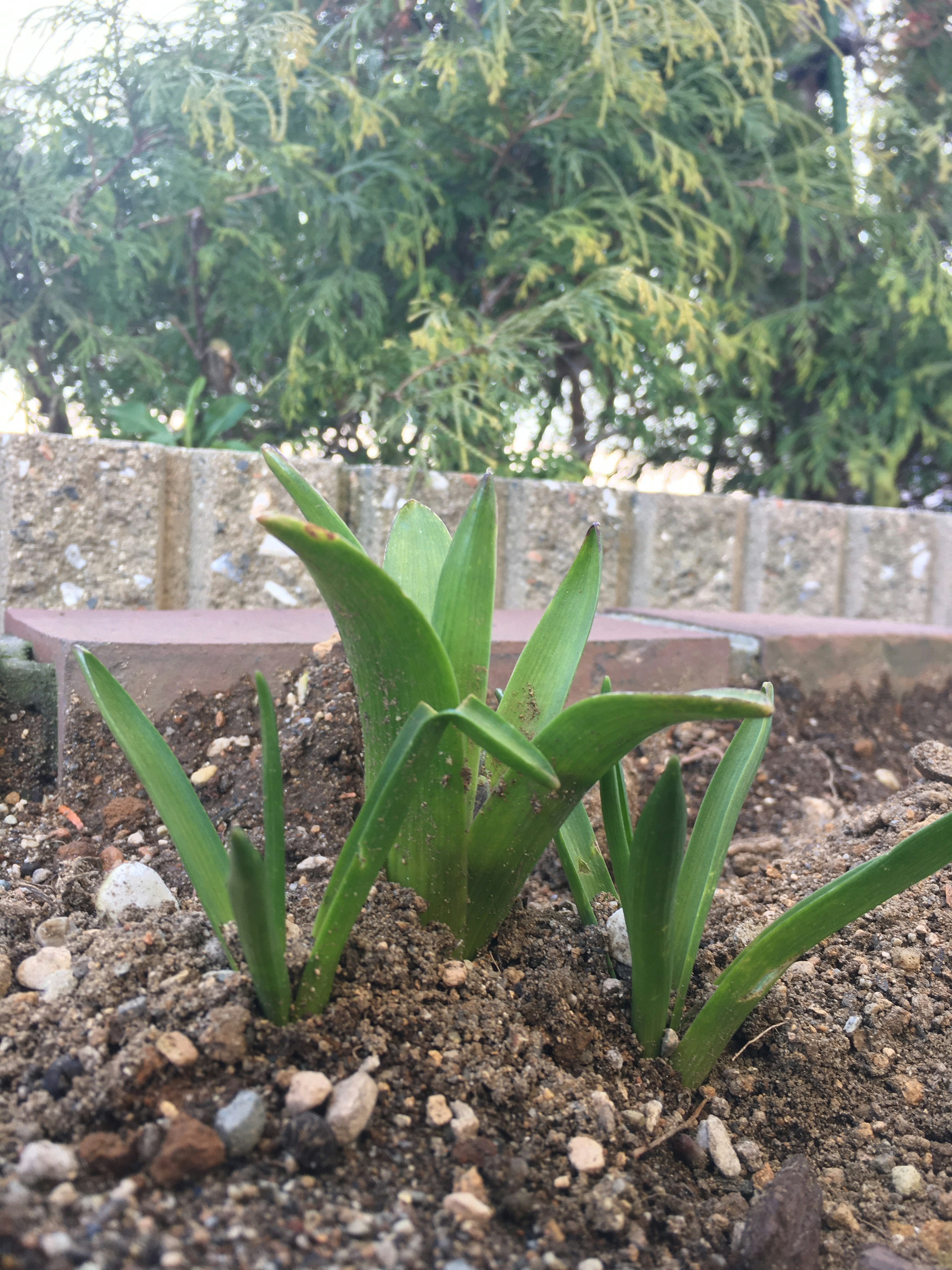 Aloe plants with green leaves growing from the soil