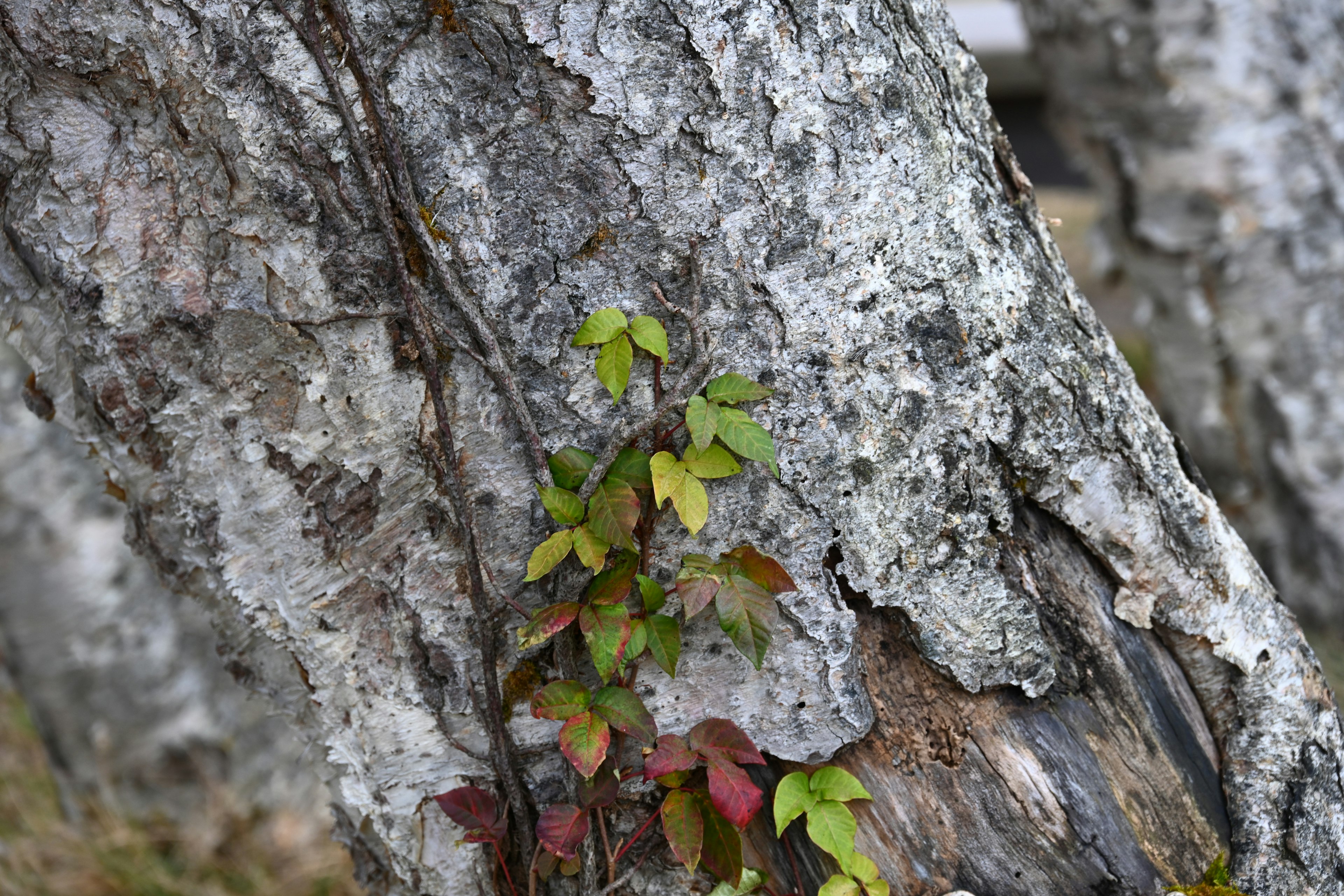 Vigne avec des feuilles vertes et rouges sur un tronc d'arbre