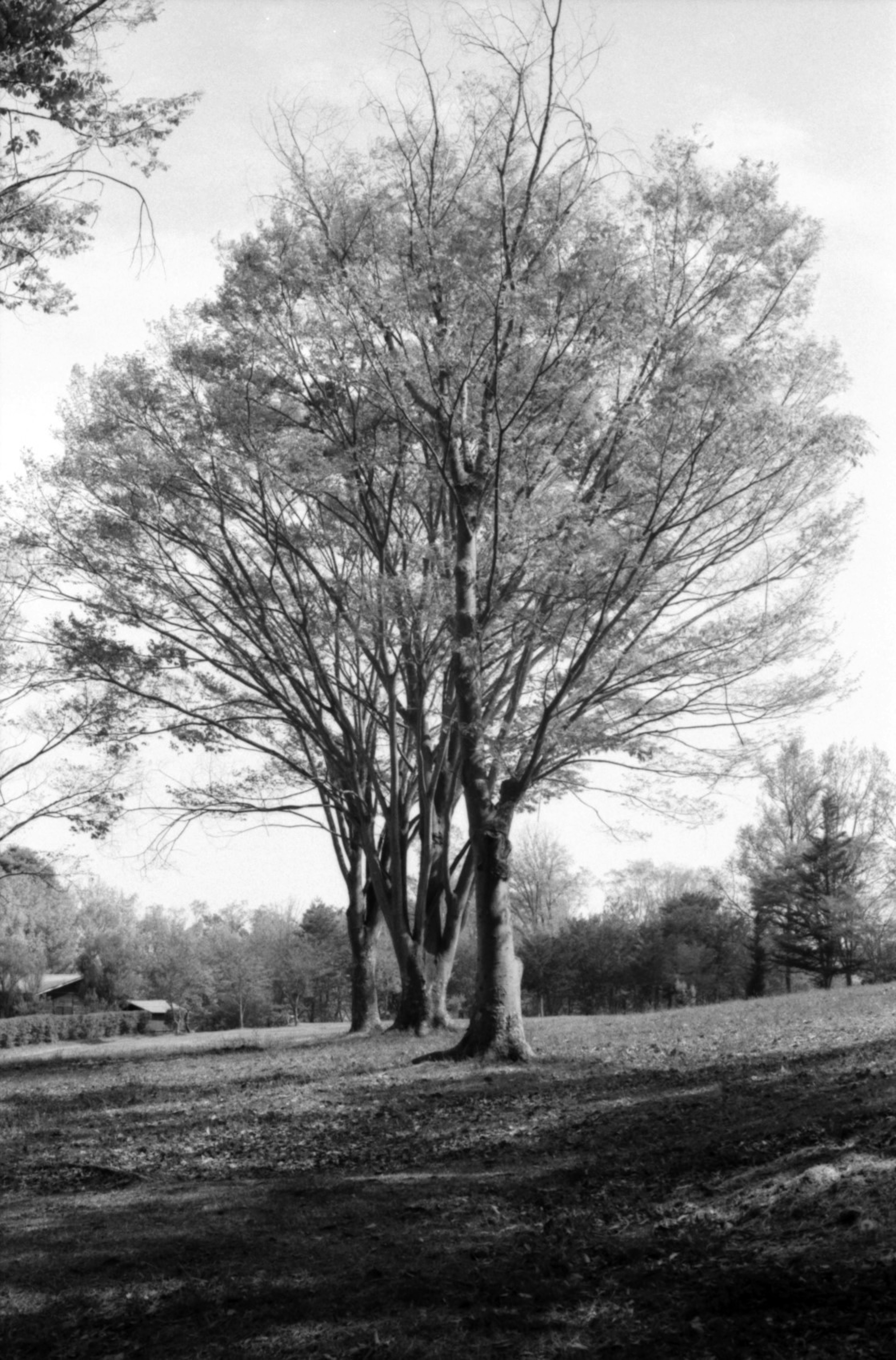 Paisaje con grandes árboles sin hojas en otoño